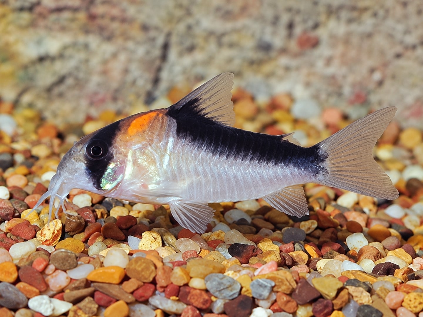 Adolfoi corydoras (Corydoras adolfoi) in an aquarium