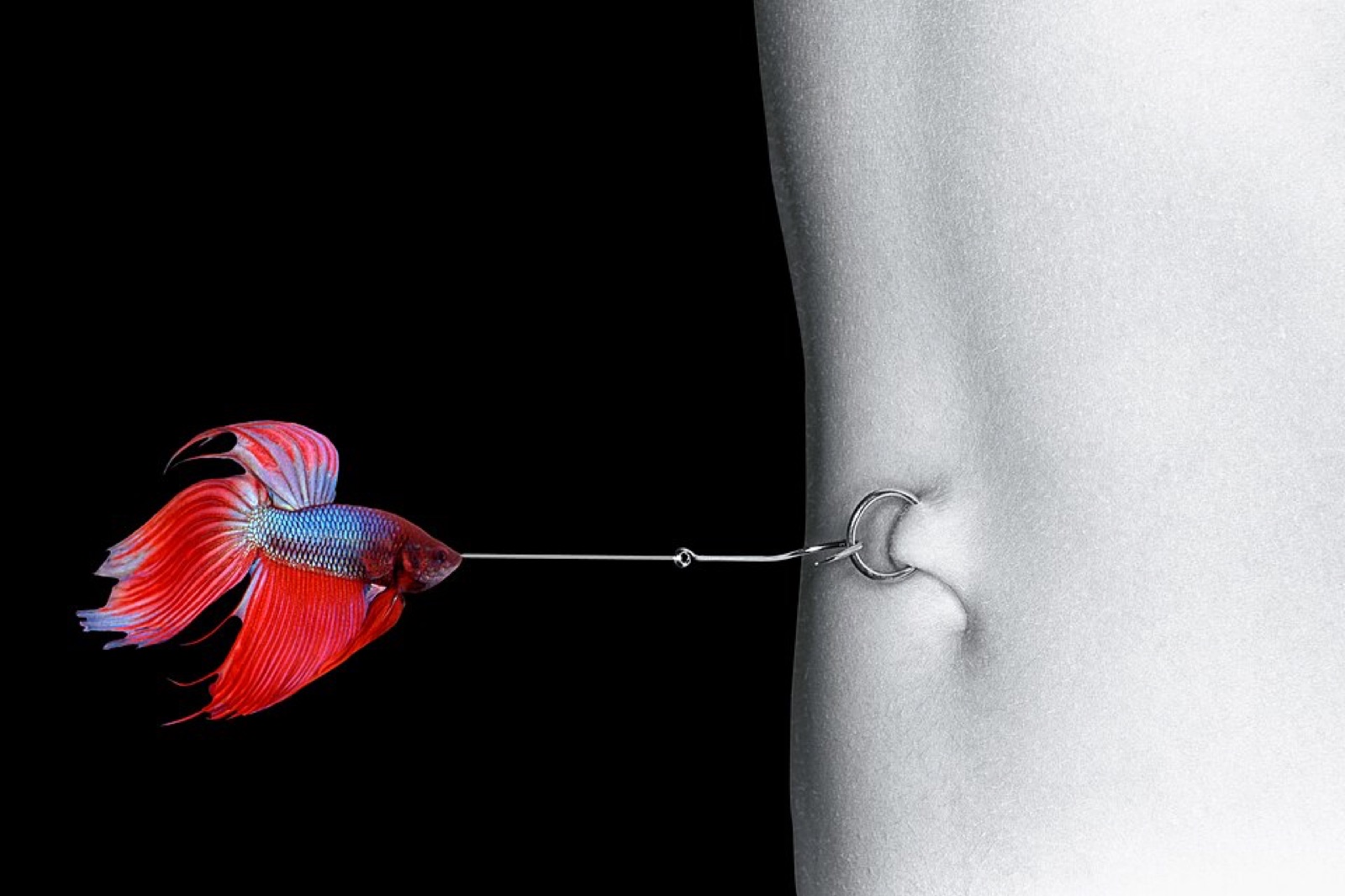 Male betta (Betta splendens) in an aquarium