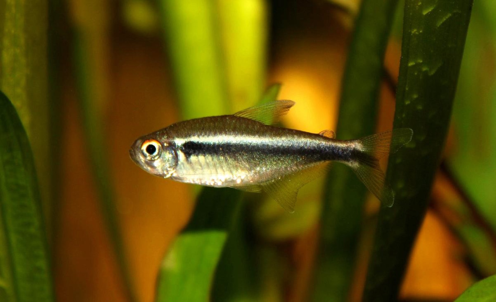Black neon tetra (Hyphessobrycon herbertaxelrodi) in an aquarium