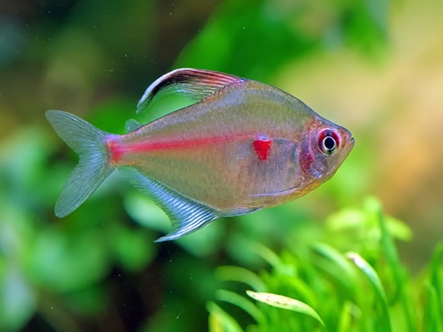 Bleeding heart tetra (Hyphessobrycon erythrostigma) in an aquarium