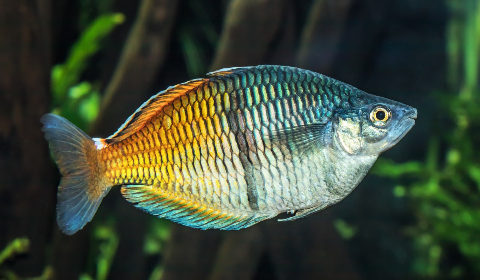 Boesemani rainbowfish (Melanotaenia boesemani) in an aquarium