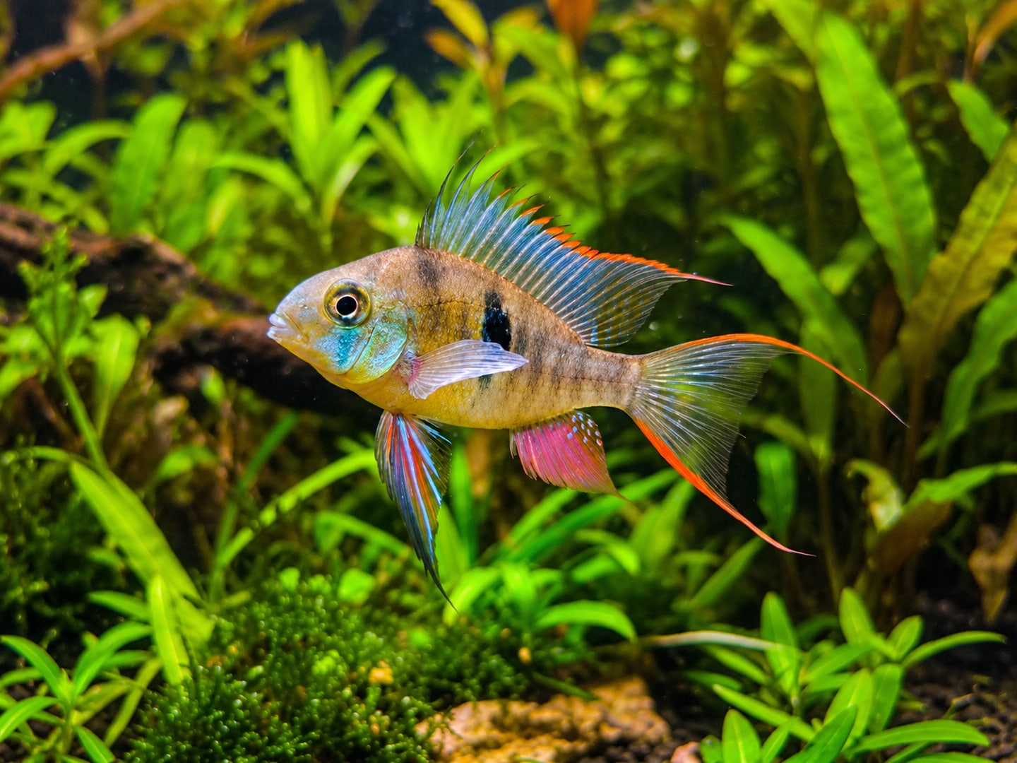 Bolivian ram (Mikrogeophagus altispinosus) in an aquarium