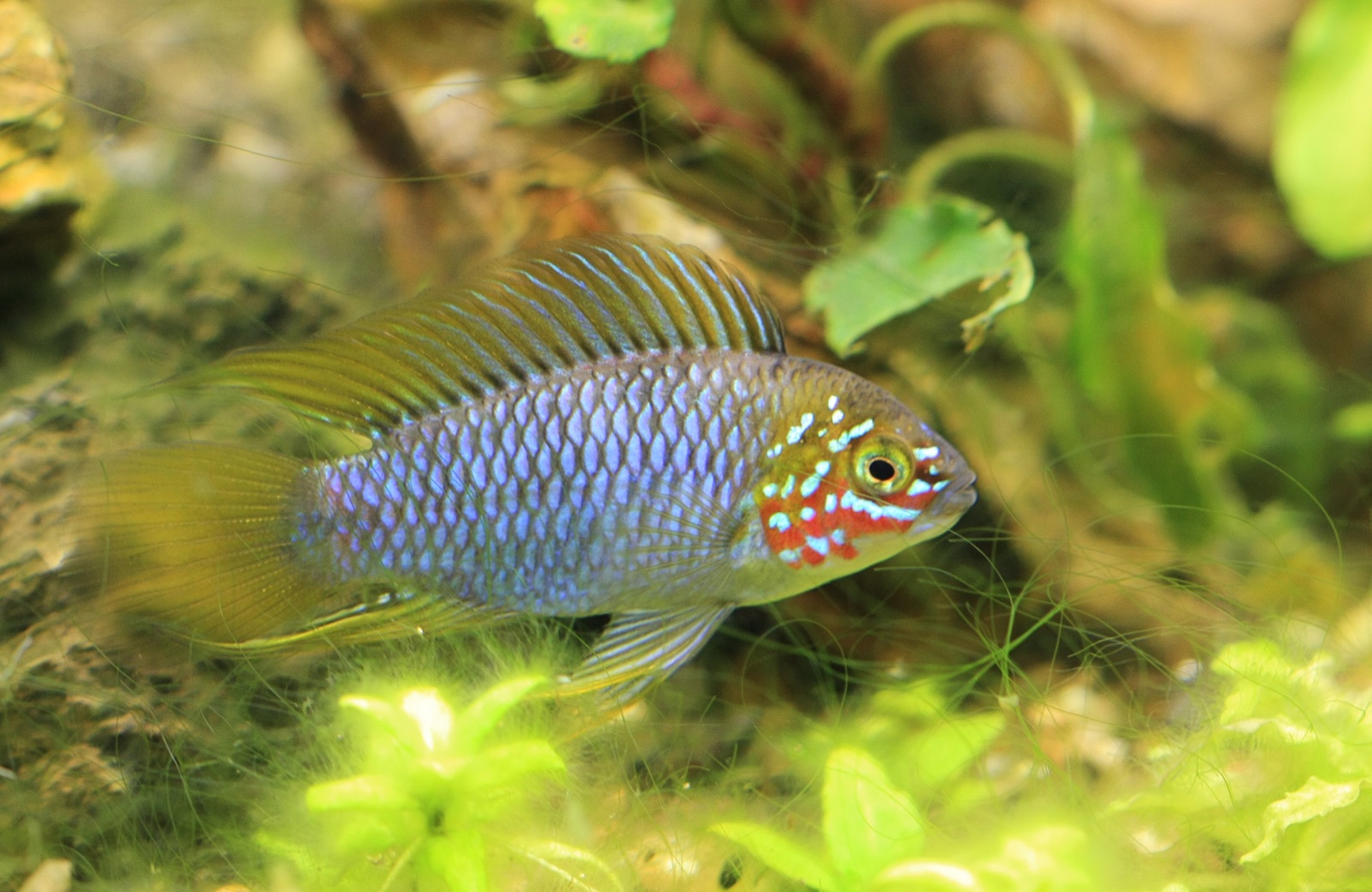 Borellii apistogramma (Apistogramma borellii) in an aquarium