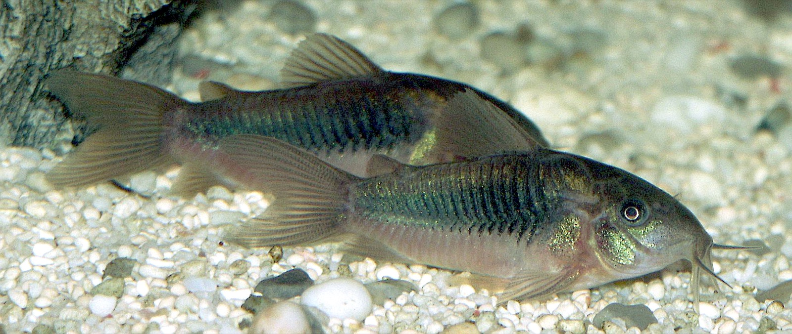 Bronze corydoras (Corydoras aeneus) in an aquarium