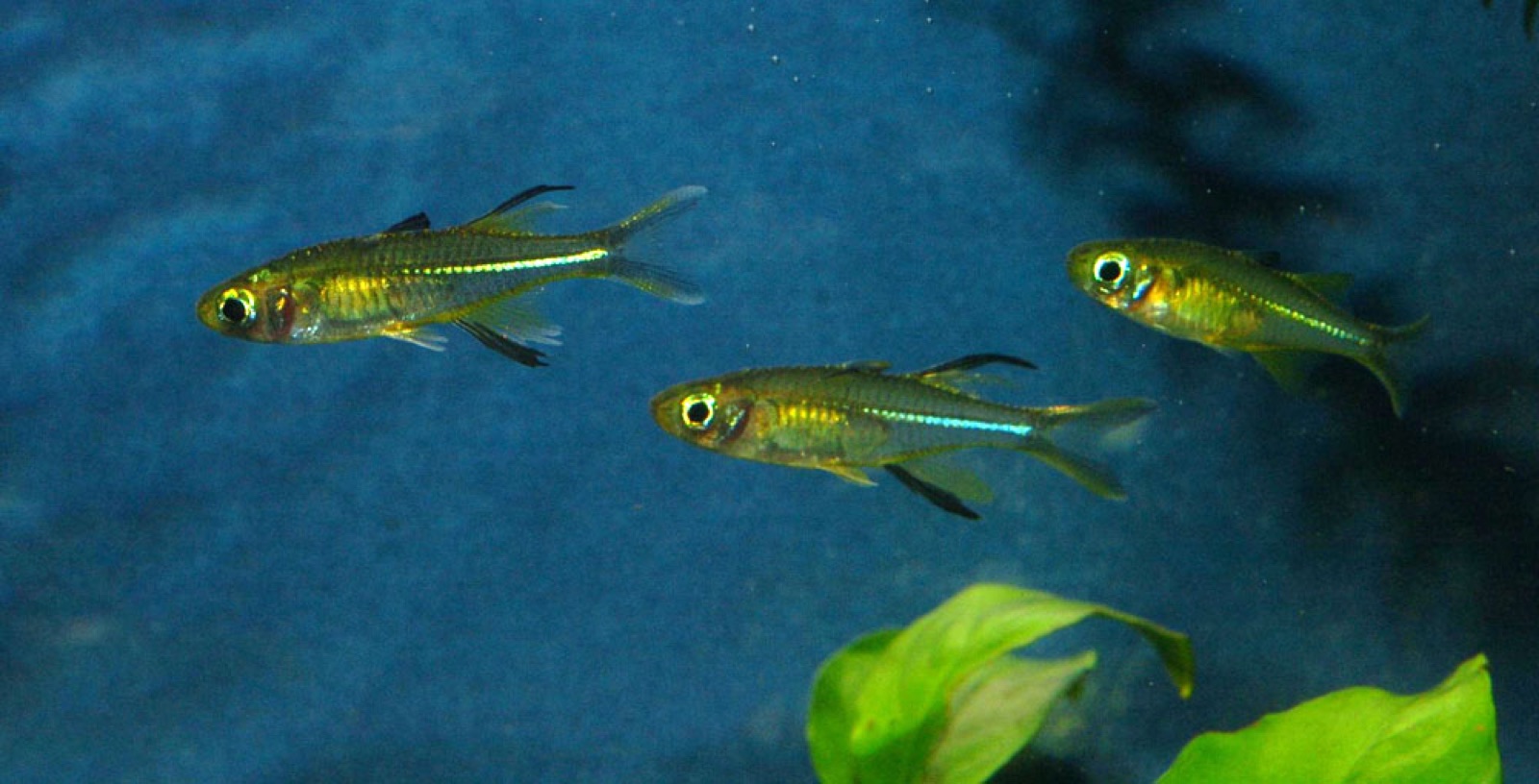 Celebes rainbowfish (Marosatherina ladigesi) in an aquarium