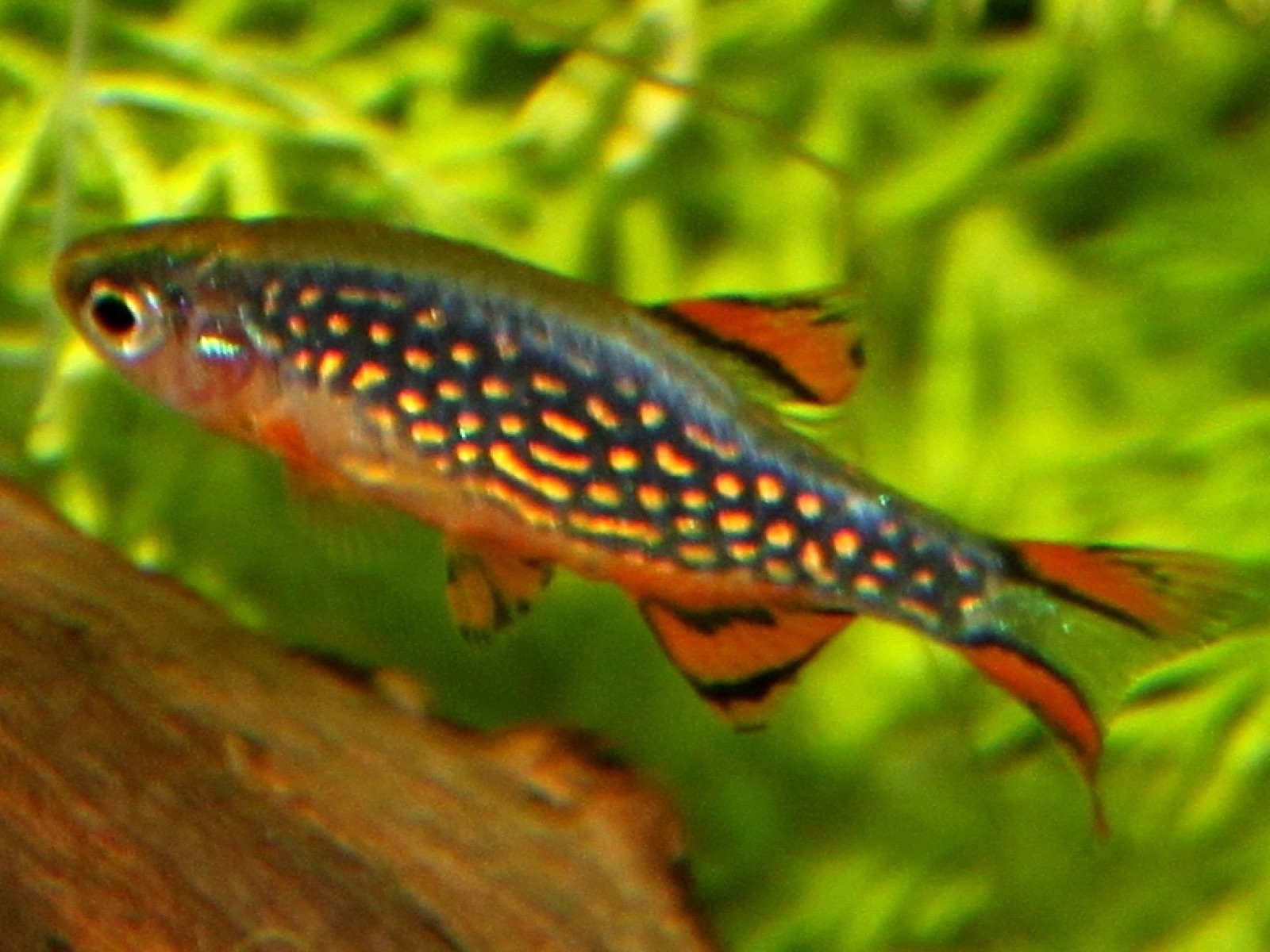Celestial pearl danio (Danio margaritatus) in an aquarium