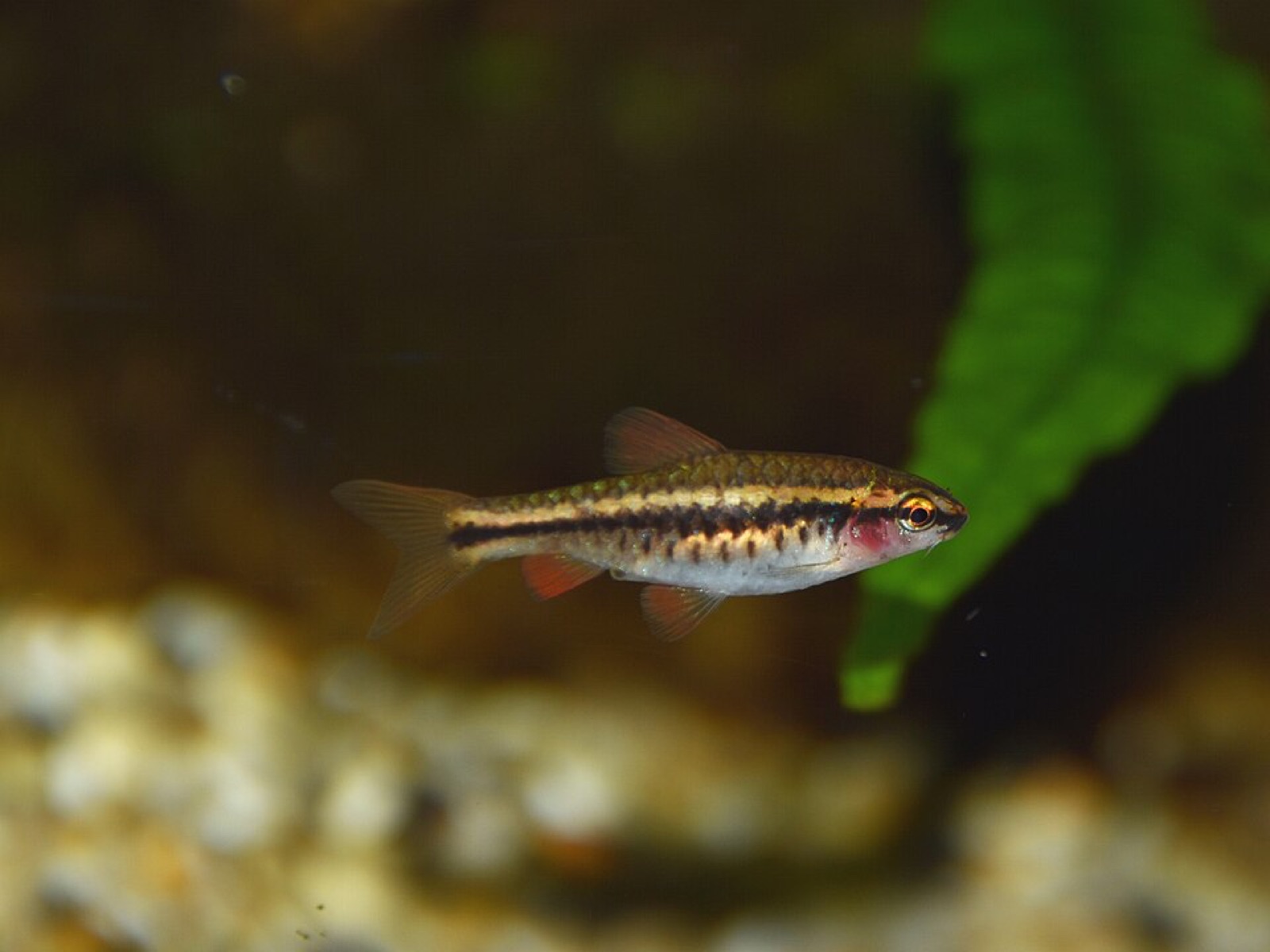 Cherry barb (Puntius titteya) in an aquarium