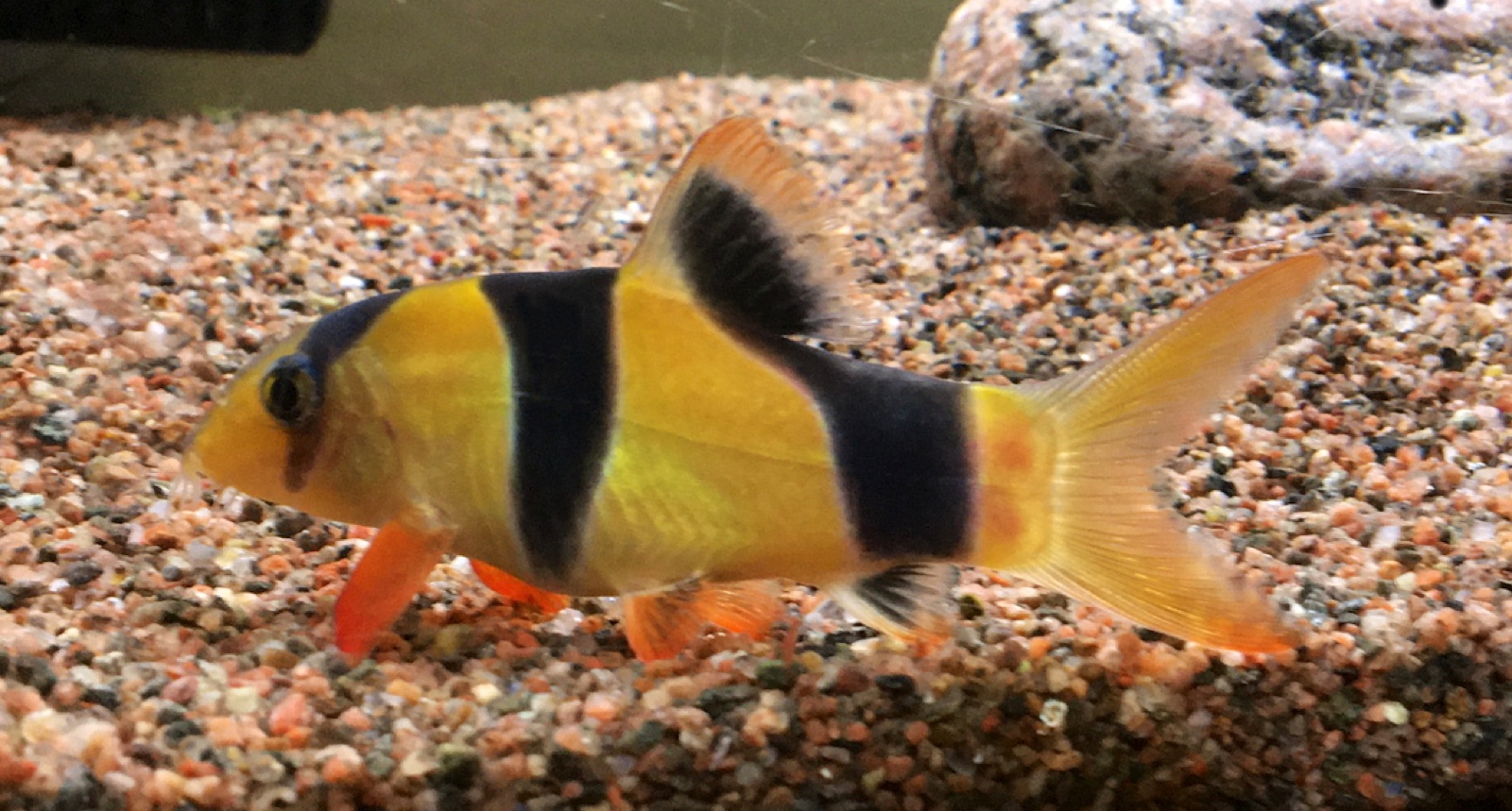 Clown loach (Chromobotia macracanthus) in an aquarium