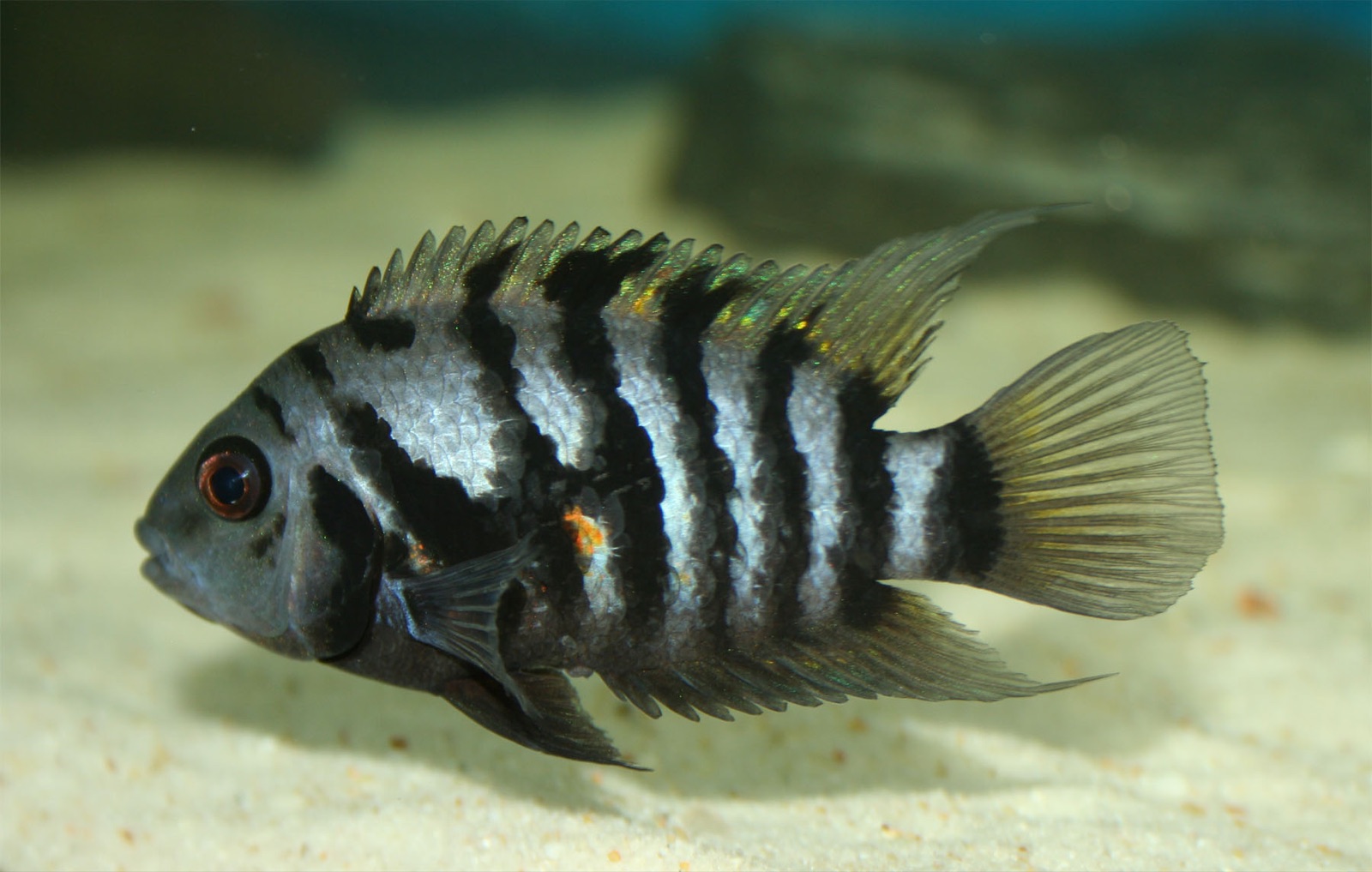 Convict cichlid (Amatitlania nigrofasciata) in an aquarium