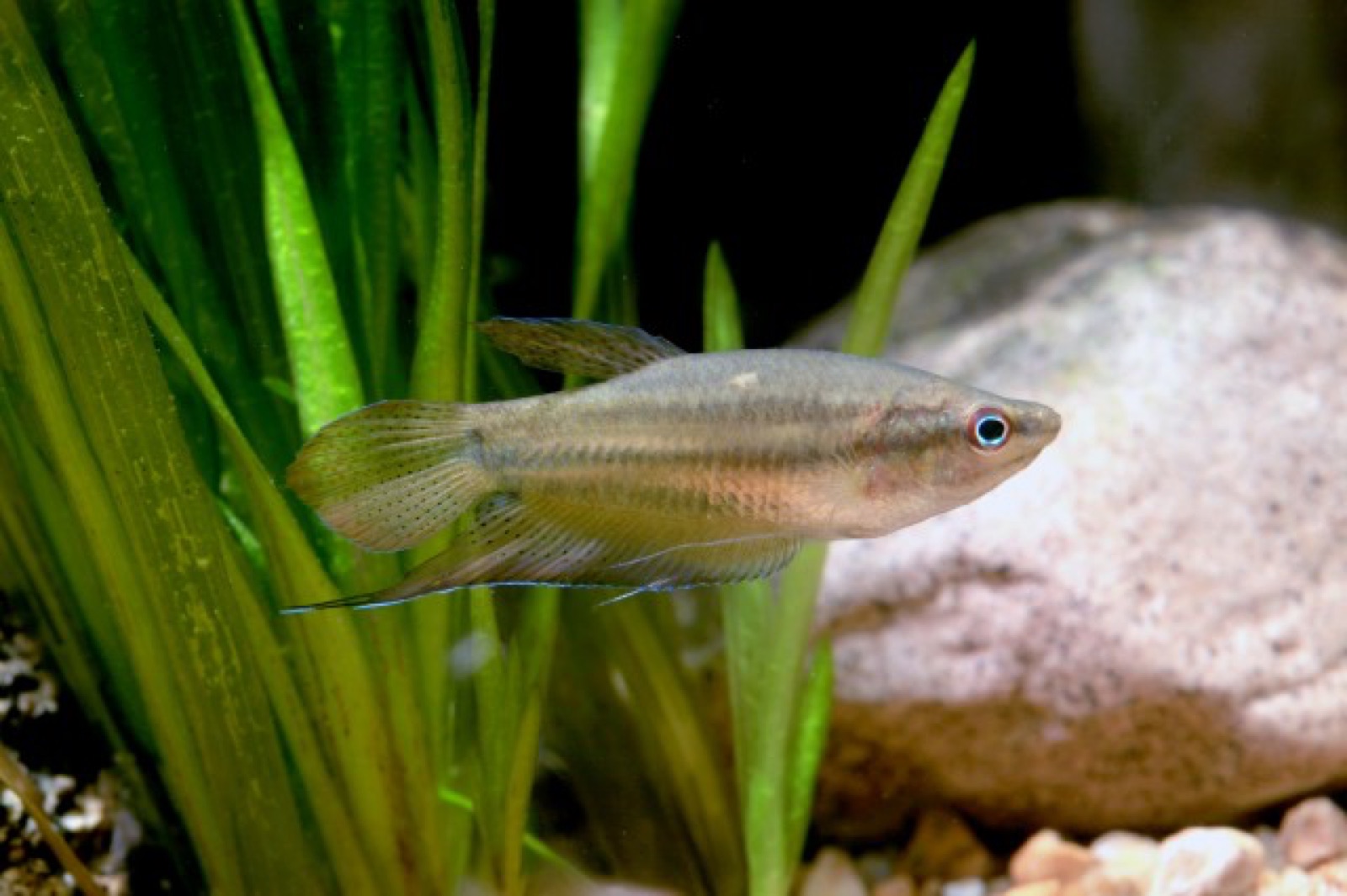 Croaking gourami (Trichopsis vittata) in an aquarium