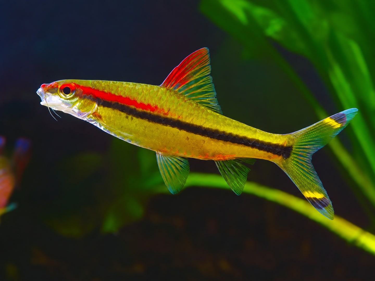 Denison barb (Sahyadria denisonii) in an aquarium