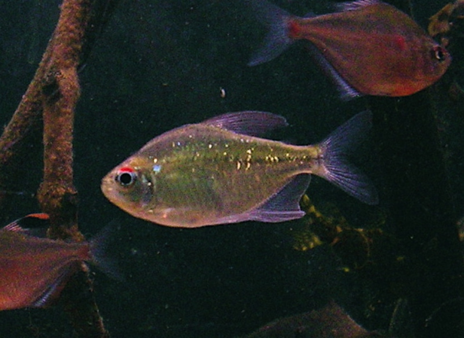 Diamond tetra (Moenkhausia pittieri) in an aquarium