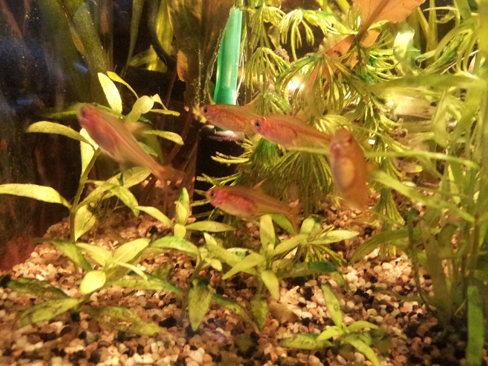 Ember tetra (Hyphessobrycon amandae) in an aquarium