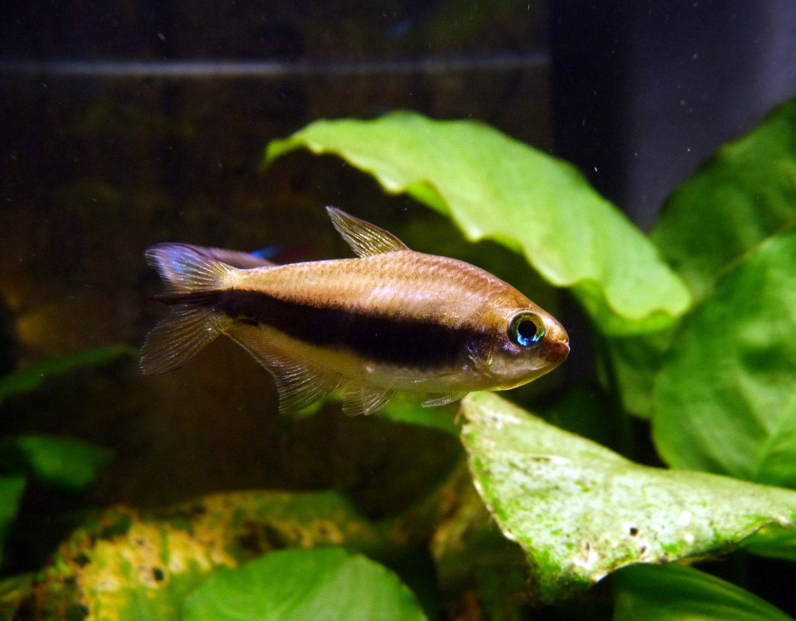 Emperor tetra (Nematobrycon palmeri) in an aquarium