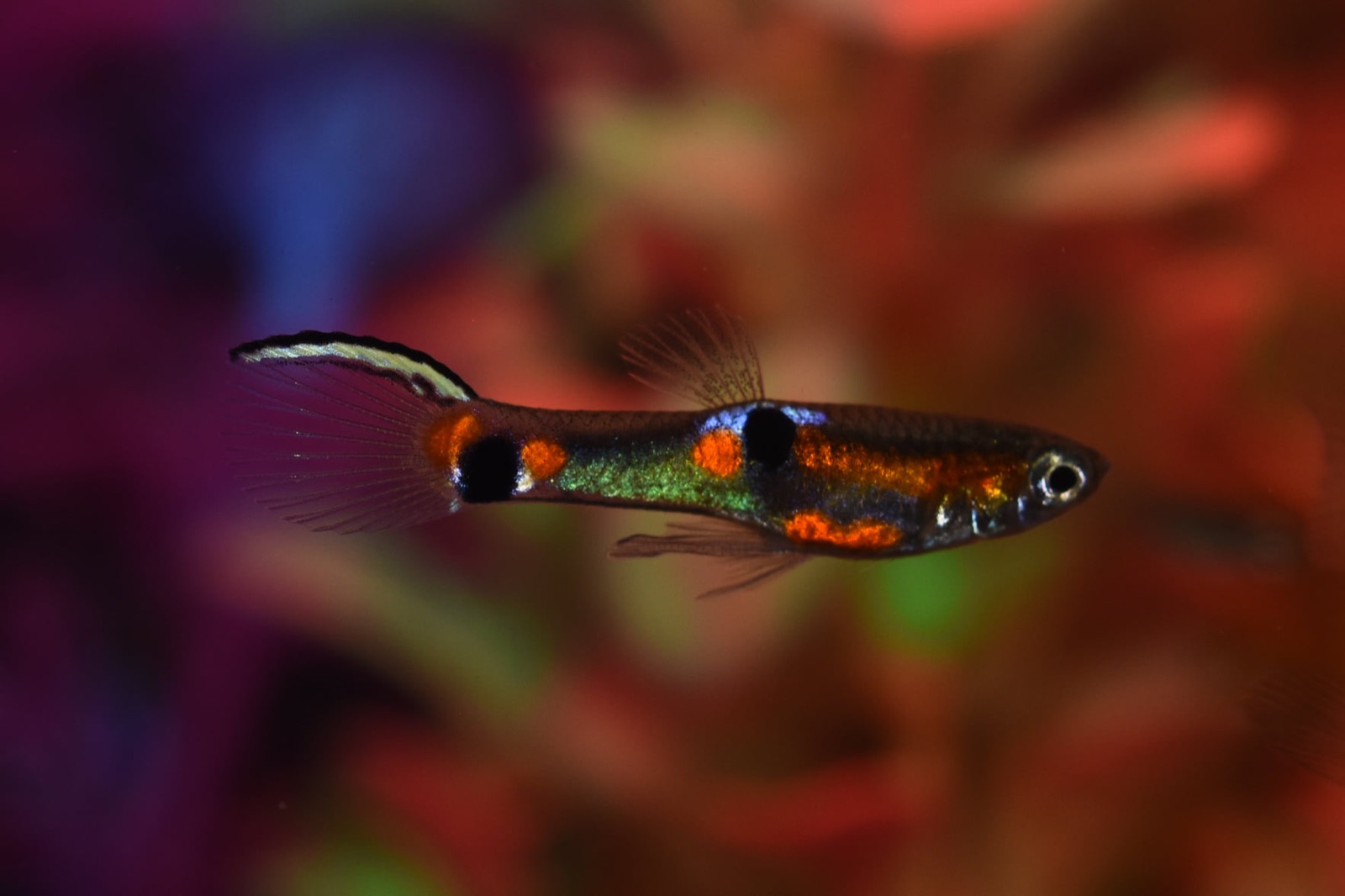 Endler's livebearer (Poecilia wingei) in an aquarium