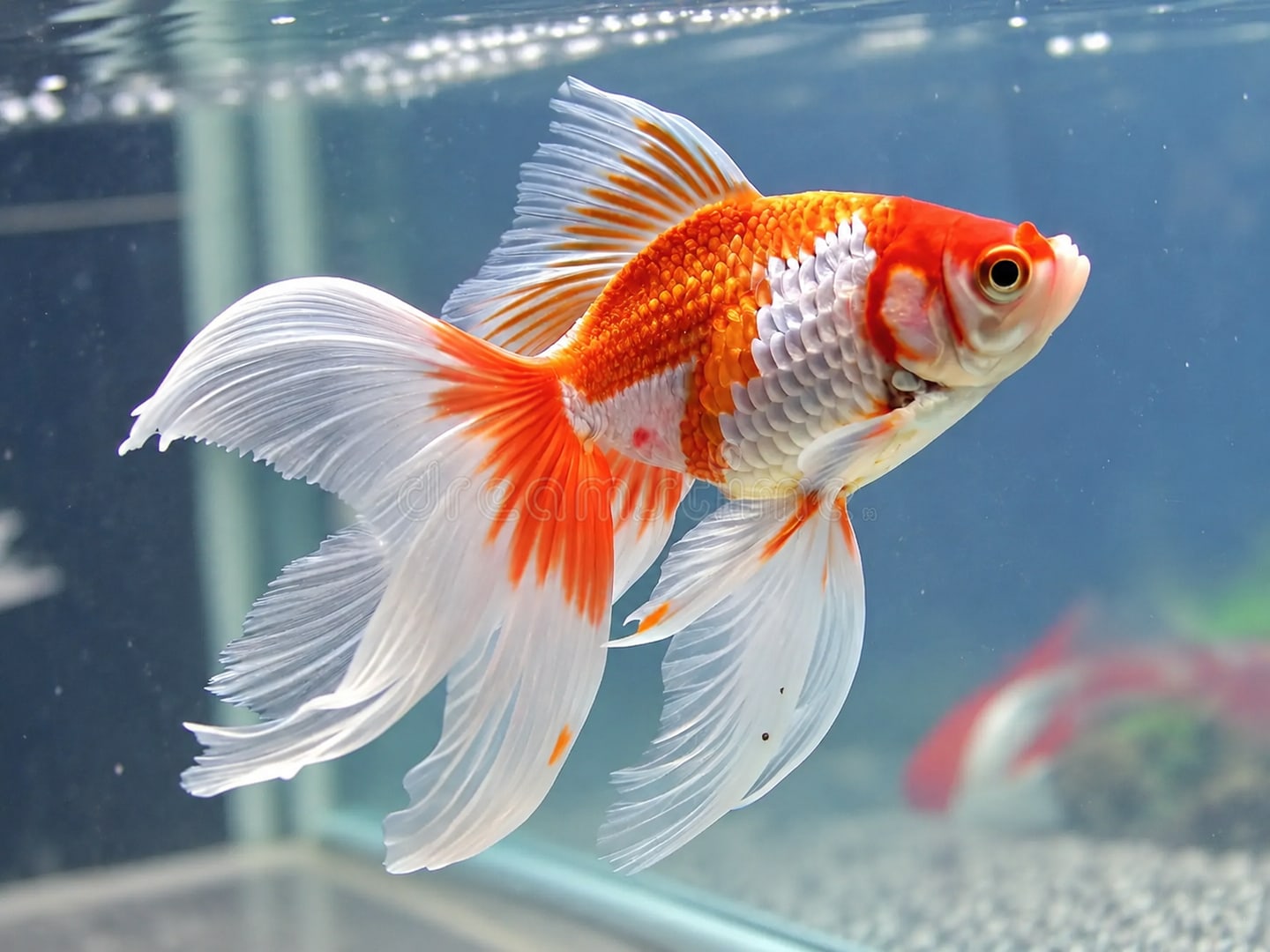 Fancy goldfish (Carassius auratus) in an aquarium