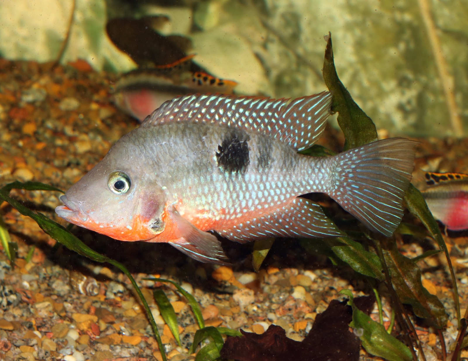 Firemouth cichlid (Thorichthys meeki) in an aquarium