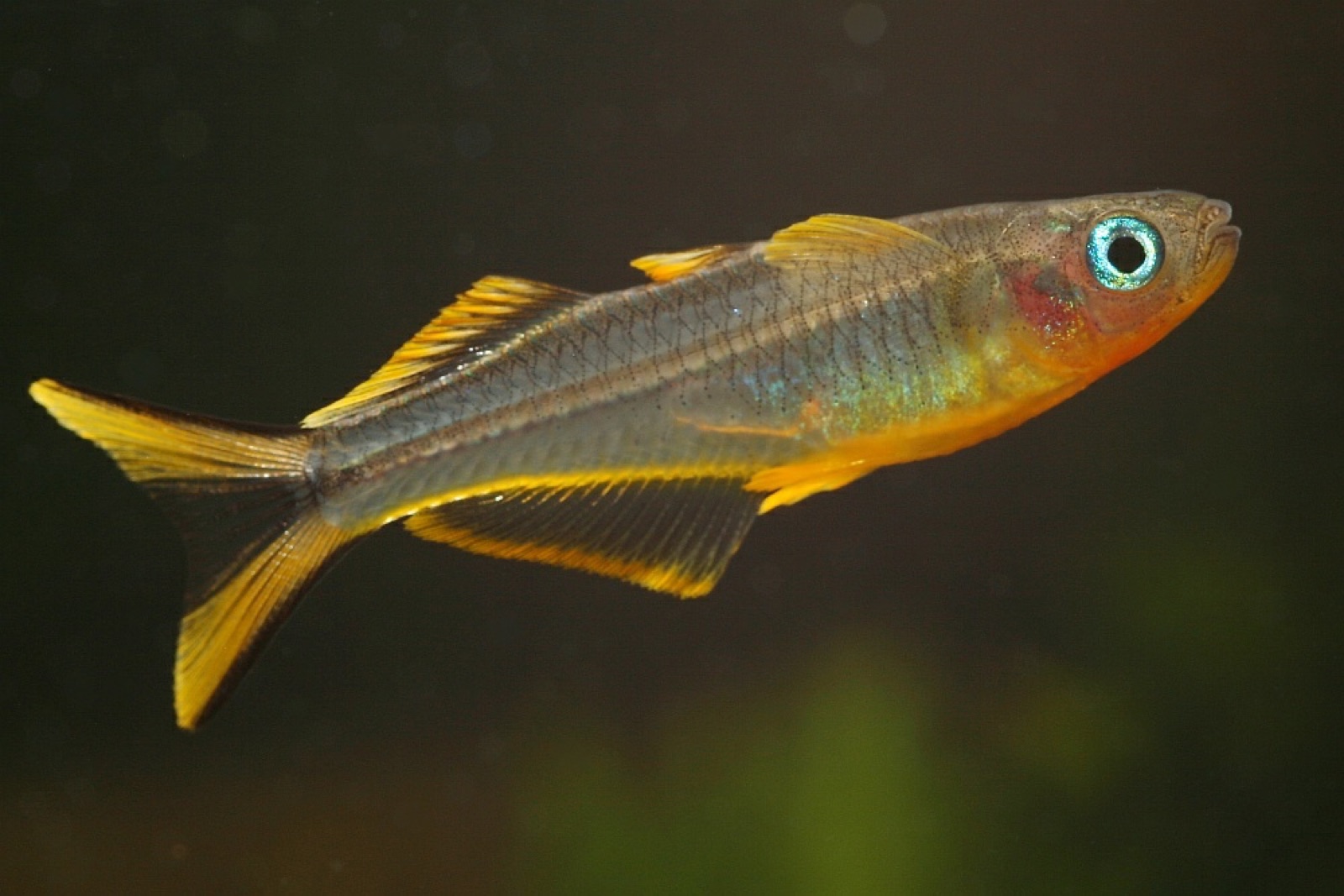 Forktail blue-eye (Pseudomugil furcatus) in an aquarium