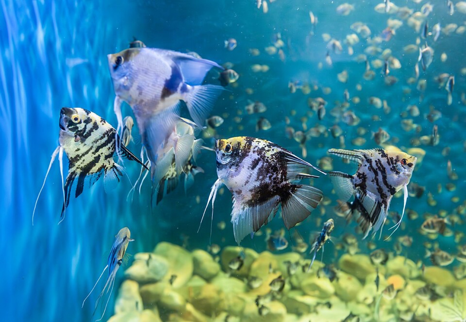 Freshwater angelfish (Pterophyllum scalare) in an aquarium