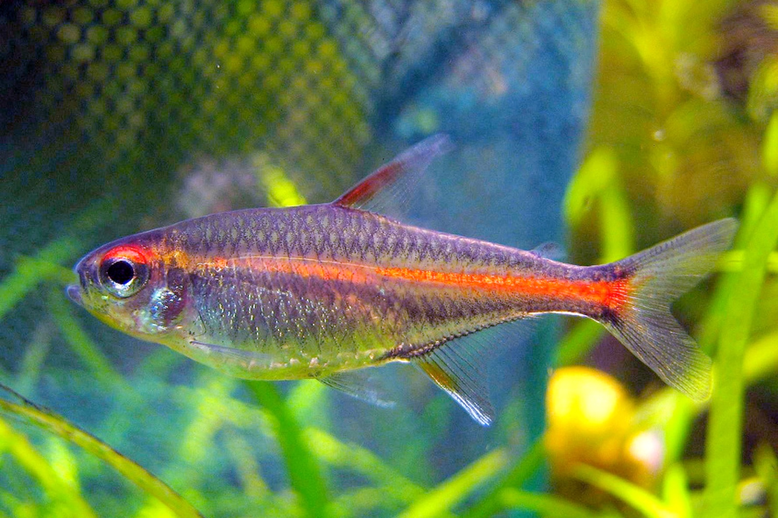 Glowlight tetra (Hemigrammus erythrozonus) in an aquarium