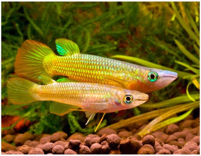 Golden wonder killifish (Aplocheilus lineatus) in an aquarium