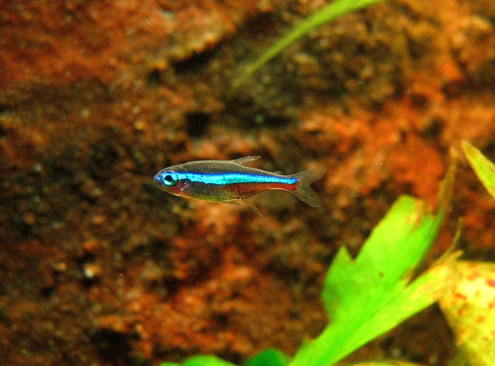 Green neon tetra (Paracheirodon simulans) in an aquarium