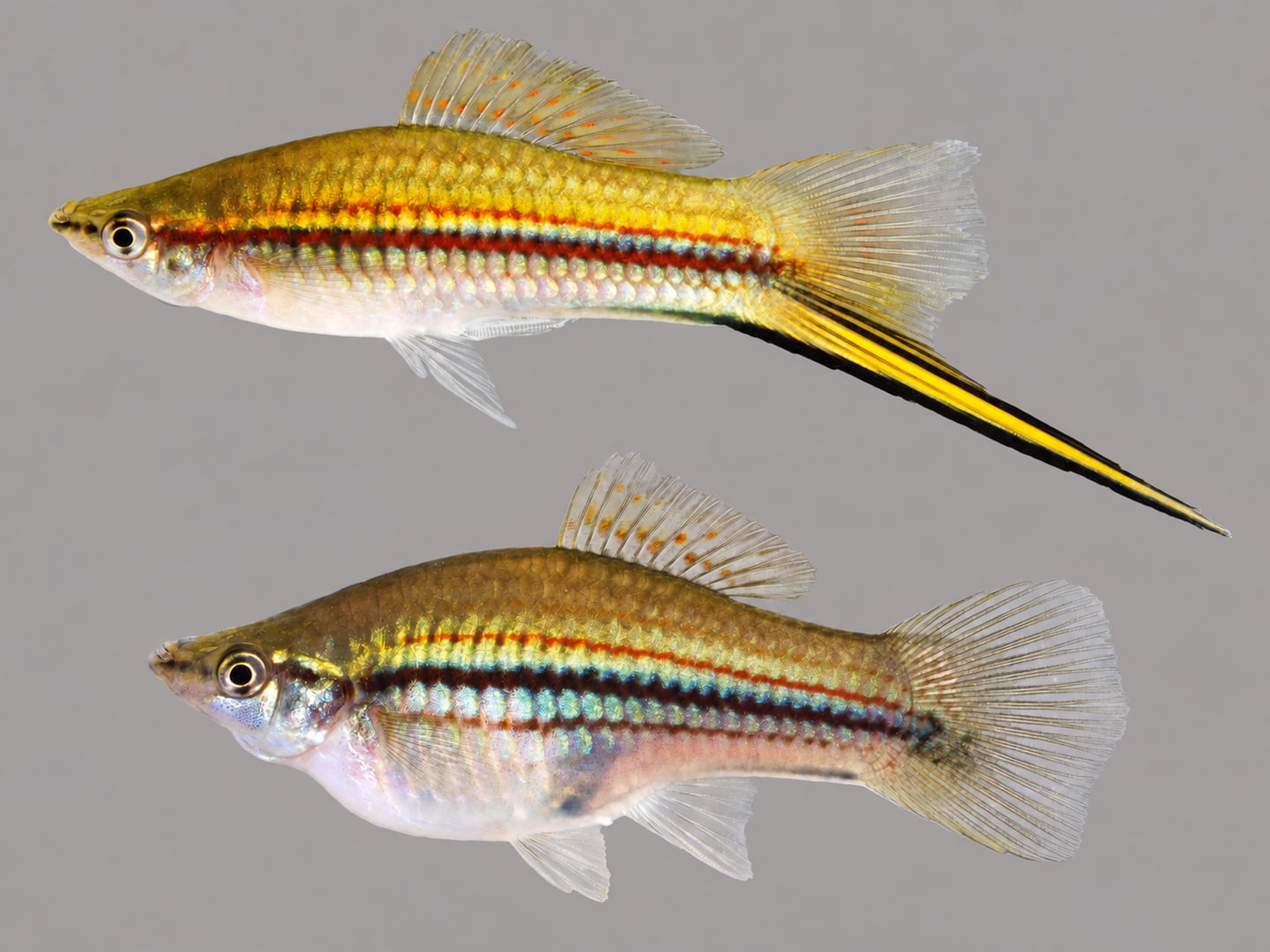 Green swordtail (Xiphophorus hellerii) in an aquarium