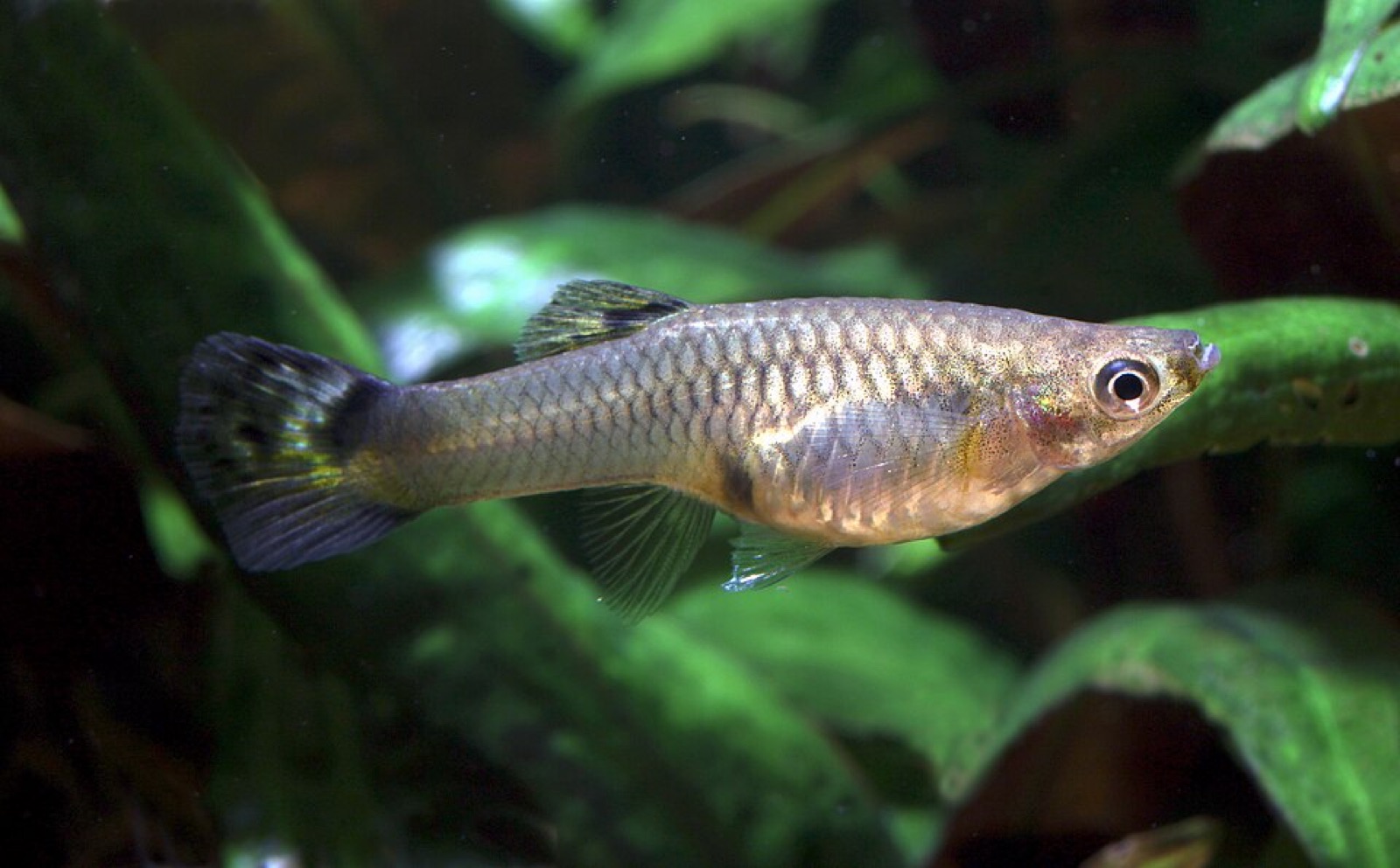 Guppy (Poecilia reticulata) in an aquarium