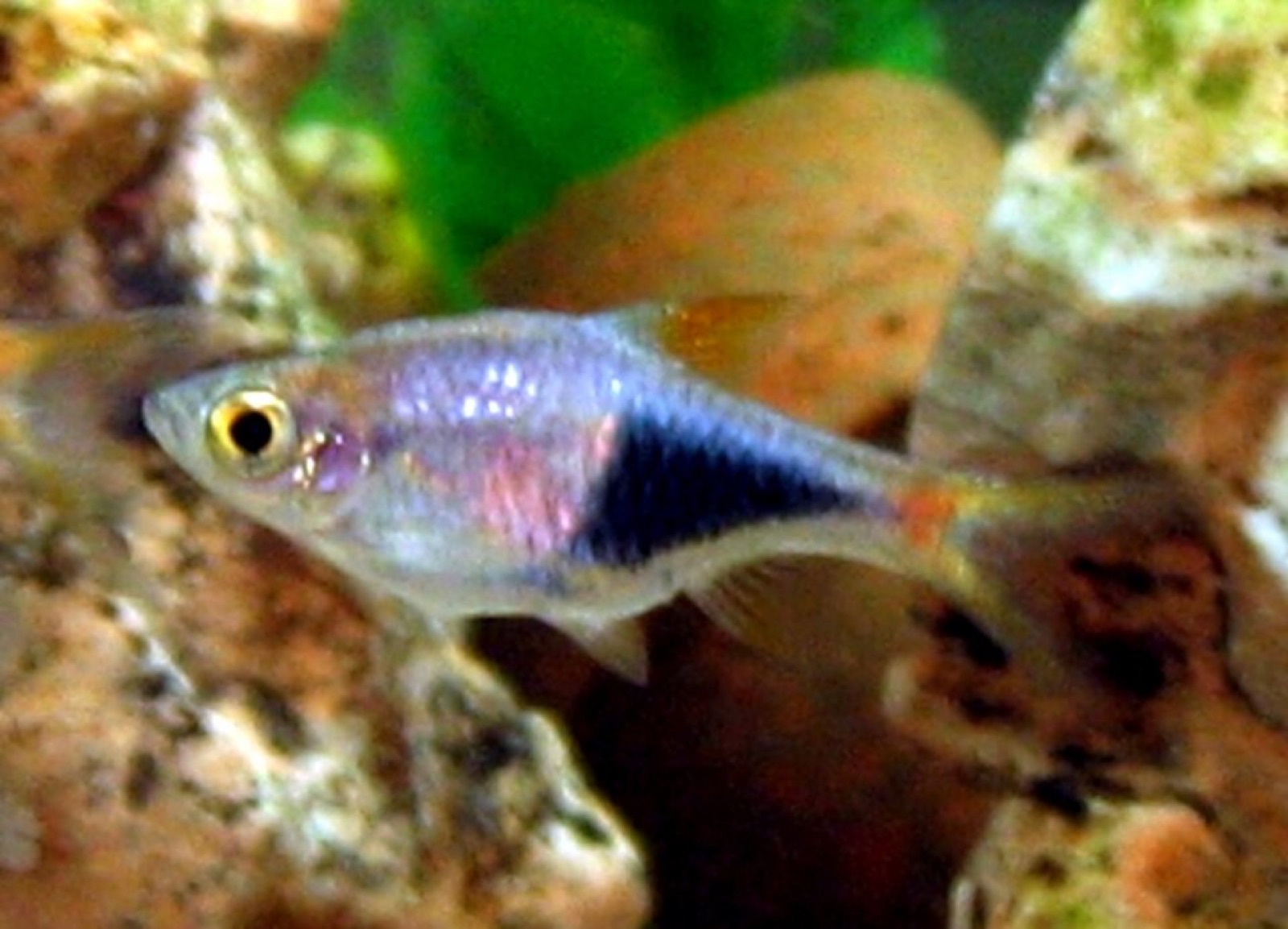 Harlequin rasbora (Trigonostigma heteromorpha) in an aquarium