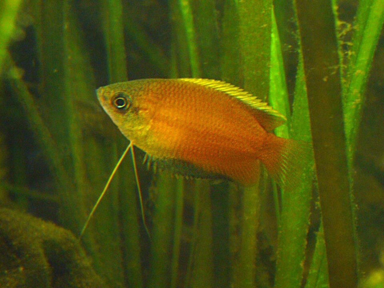 Honey gourami (Trichogaster chuna) in an aquarium