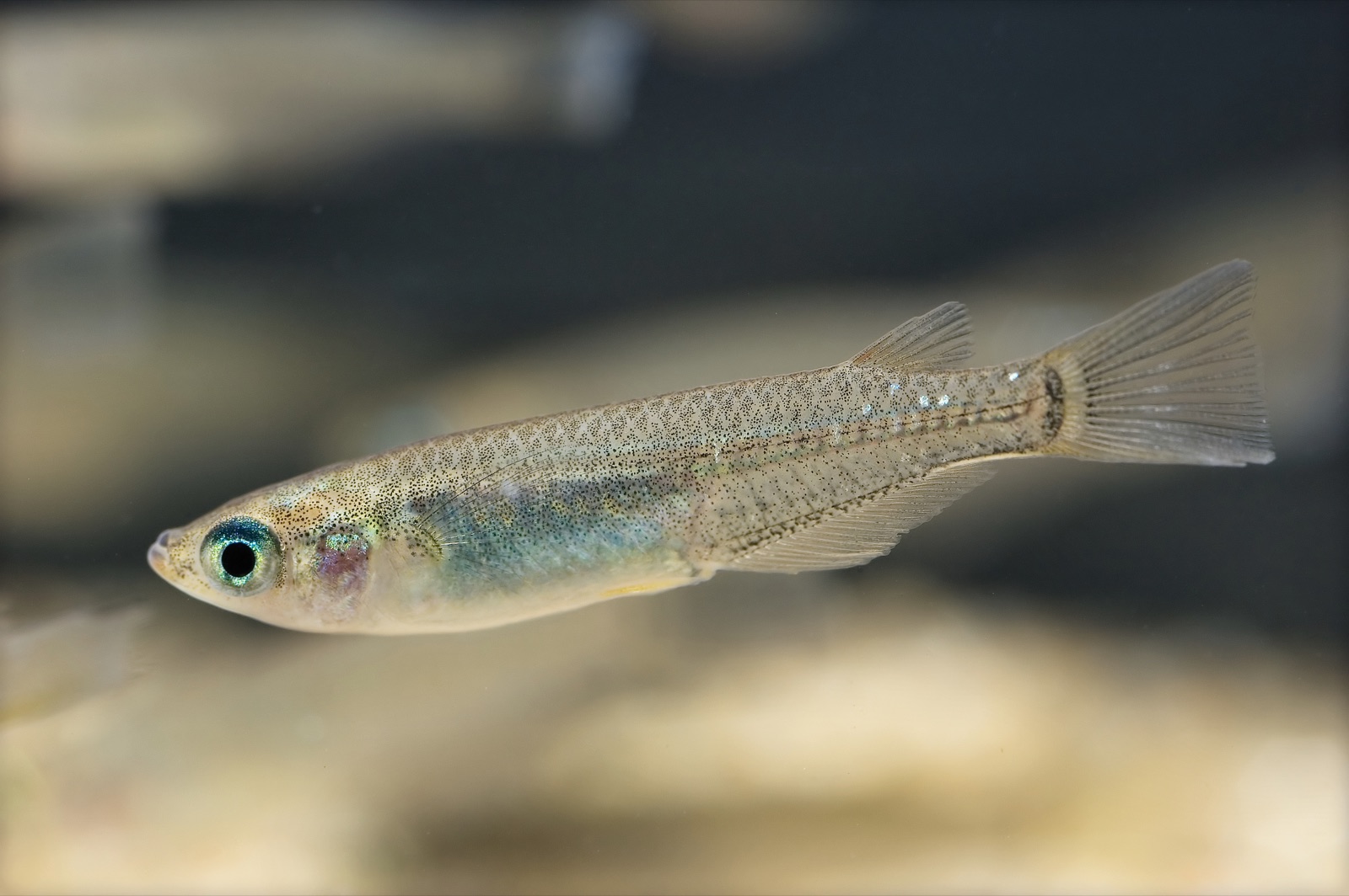 Japanese ricefish (Oryzias latipes) in an aquarium