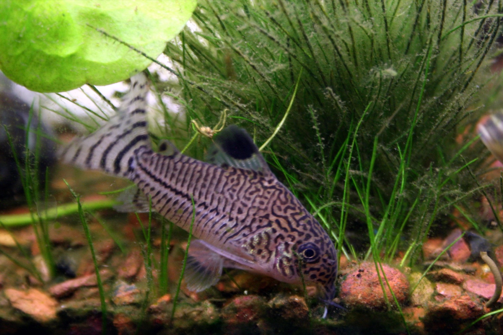 Julii corydoras (Corydoras julii) in an aquarium