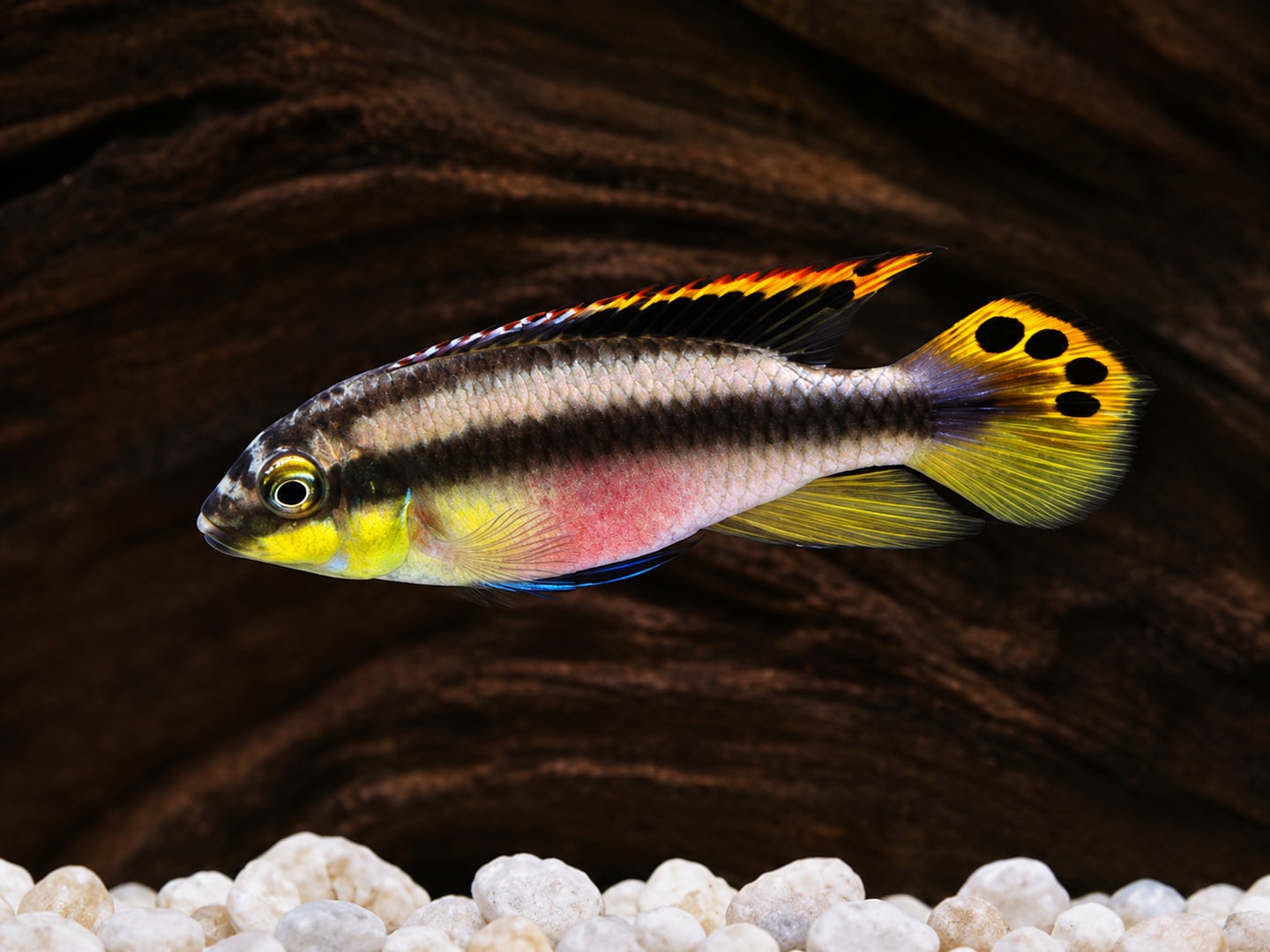 Kribensis (Pelvicachromis pulcher) in an aquarium