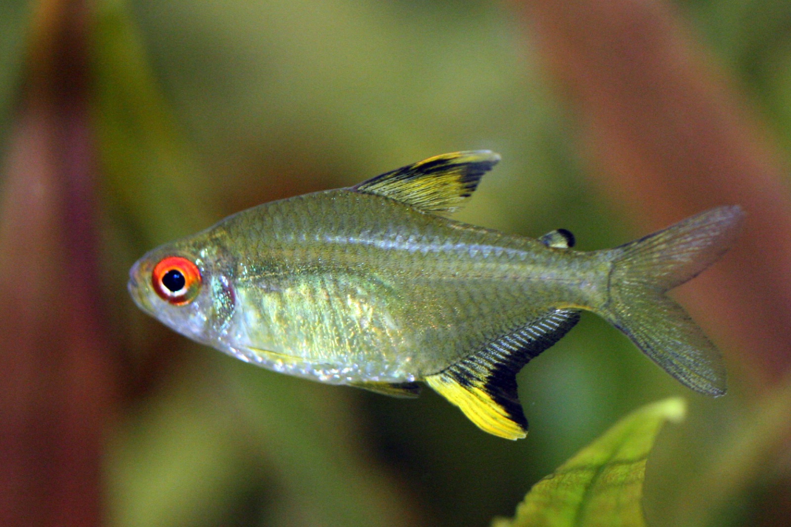 Lemon tetra (Hyphessobrycon pulchripinnis) in an aquarium