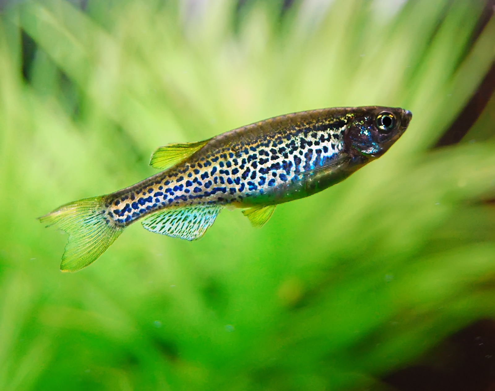 Leopard danio (Danio rerio variety) in an aquarium