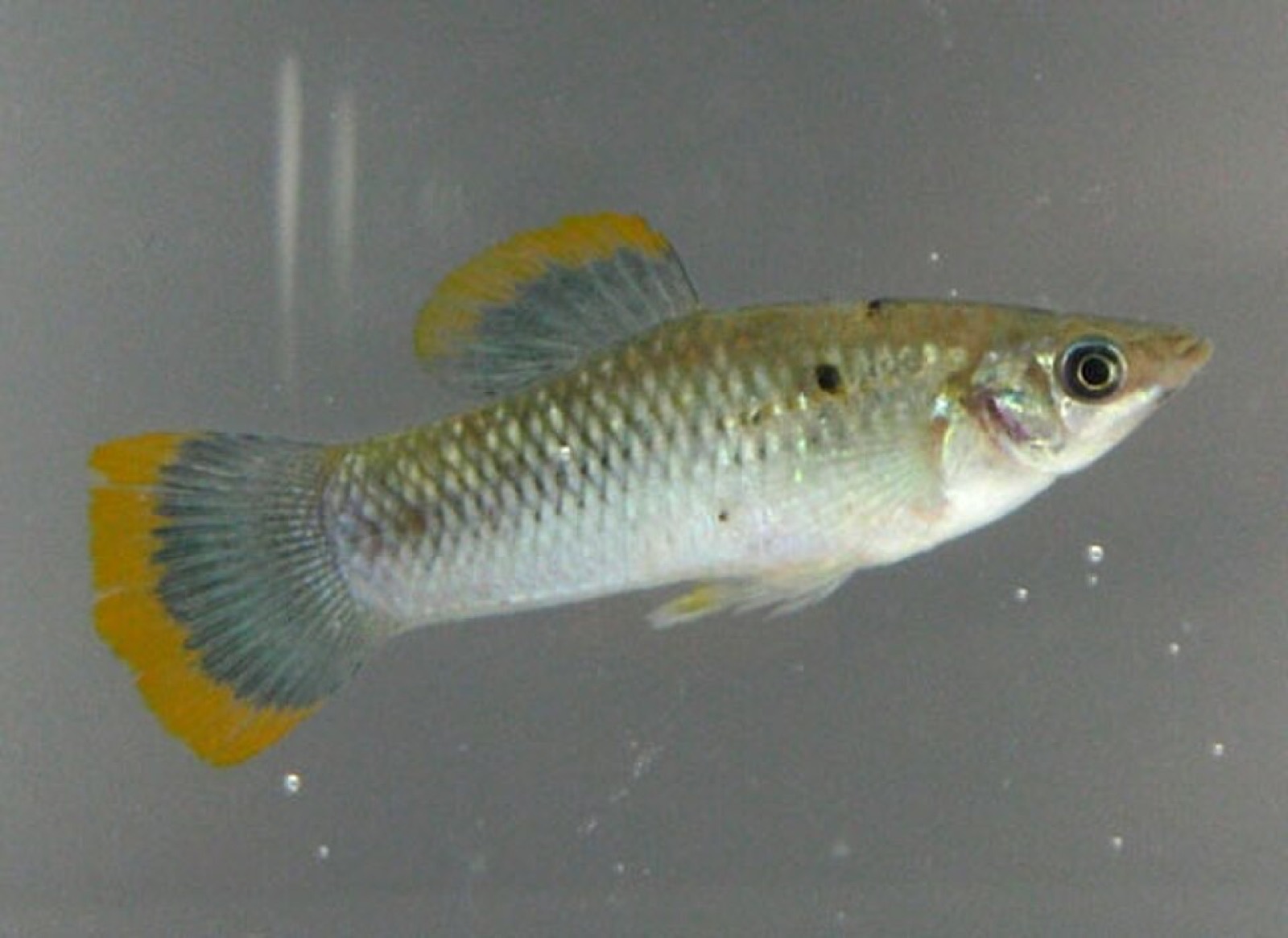 Molly (Poecilia sphenops) in an aquarium