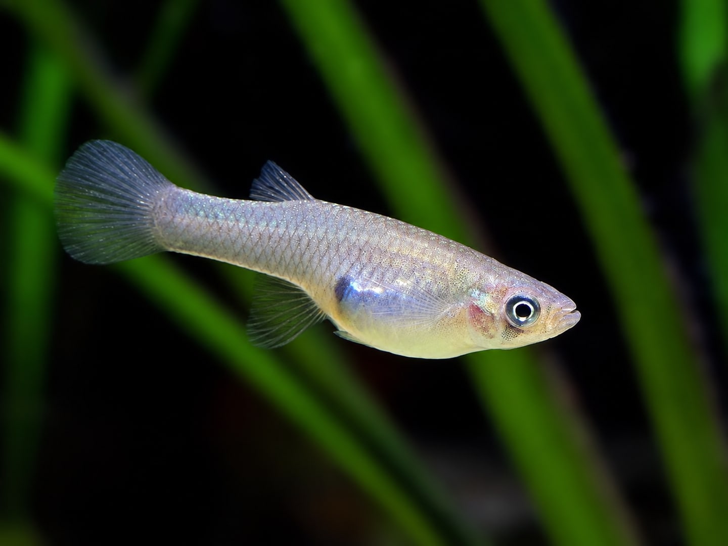 Mosquitofish (Gambusia affinis) in an aquarium