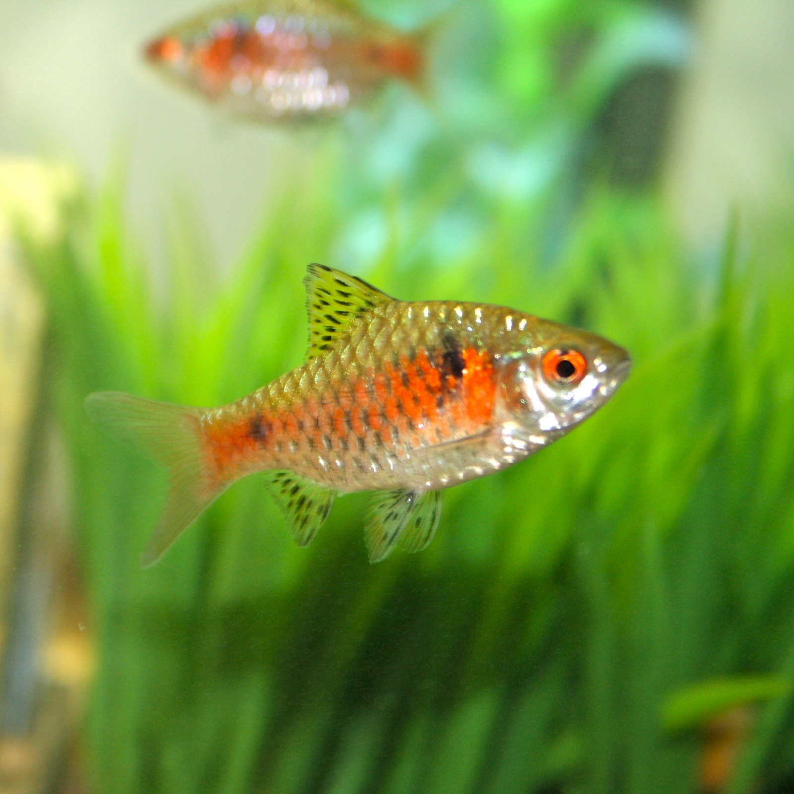 Odessa barb (Pethia padamya) in an aquarium