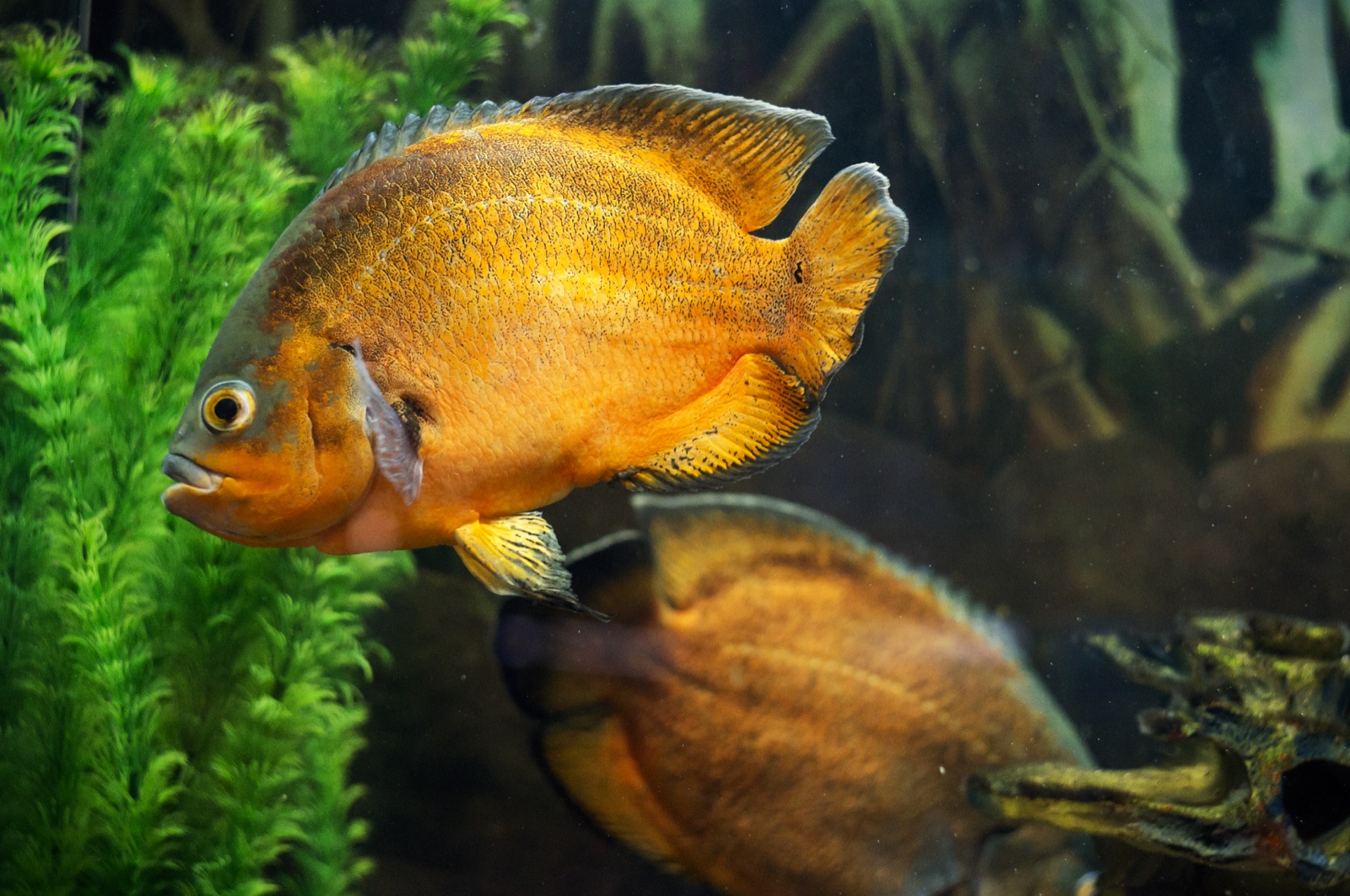 Oscar (Astronotus ocellatus) in an aquarium