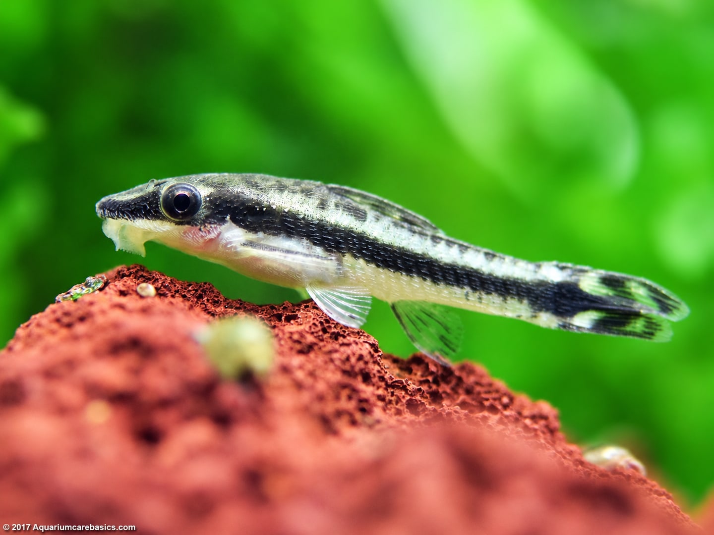 Otocinclus (Otocinclus spp.) in an aquarium