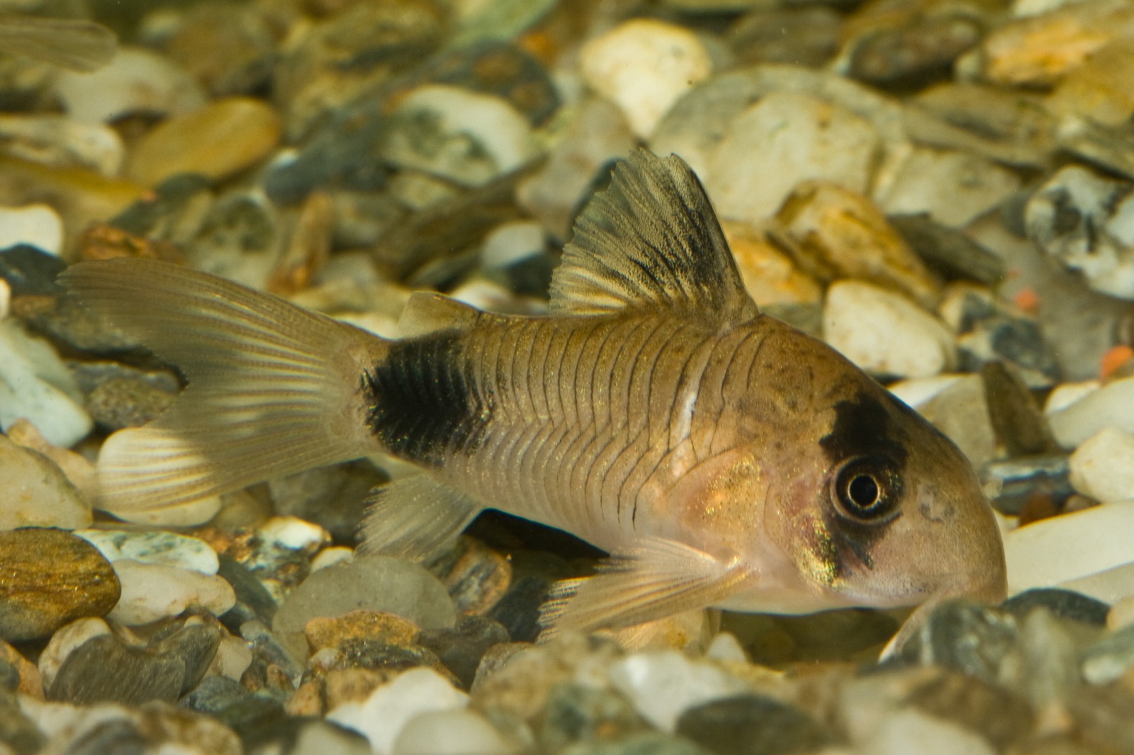 Panda corydoras (Corydoras panda) in an aquarium
