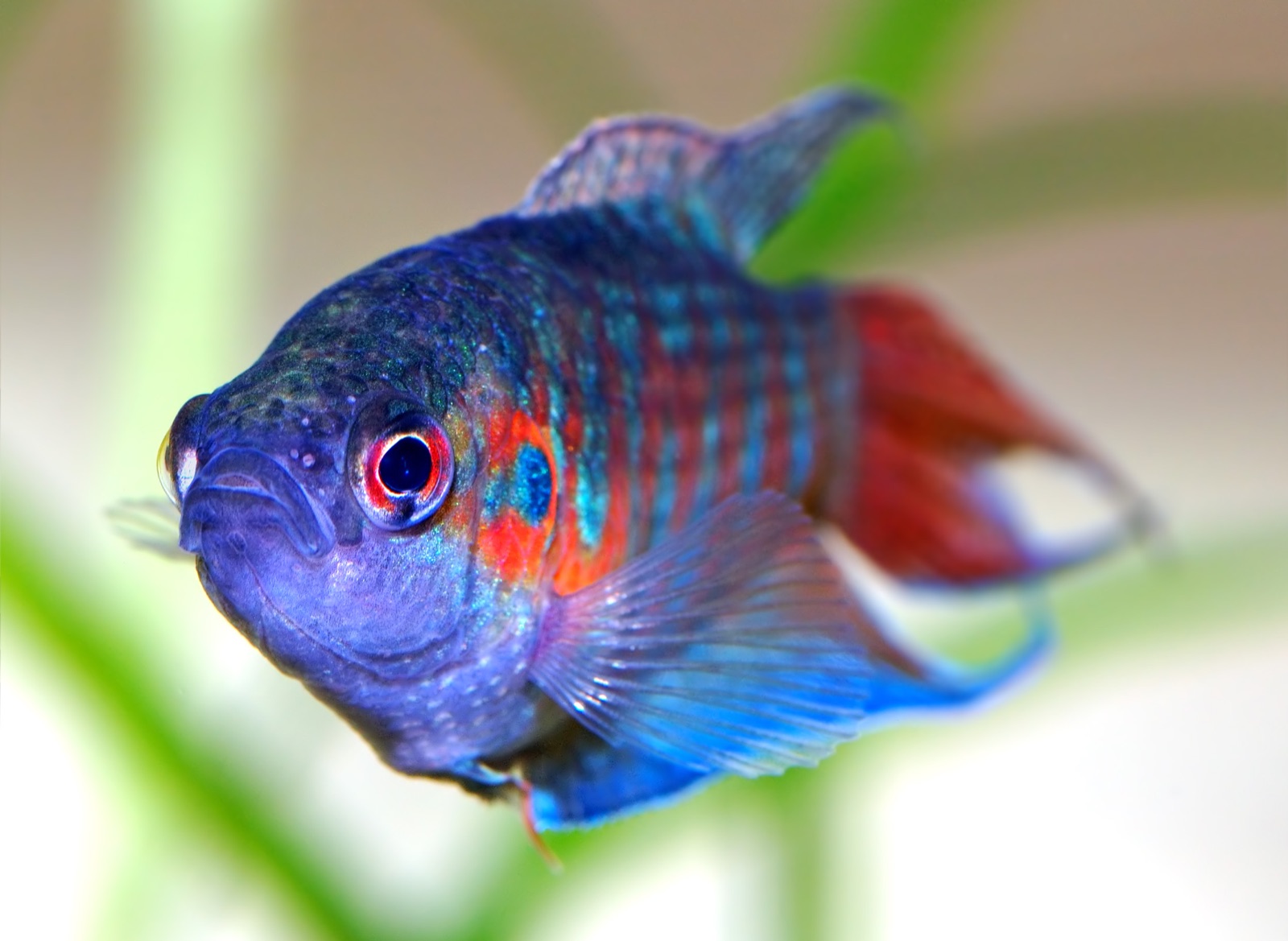 Paradise fish (Macropodus opercularis) in an aquarium