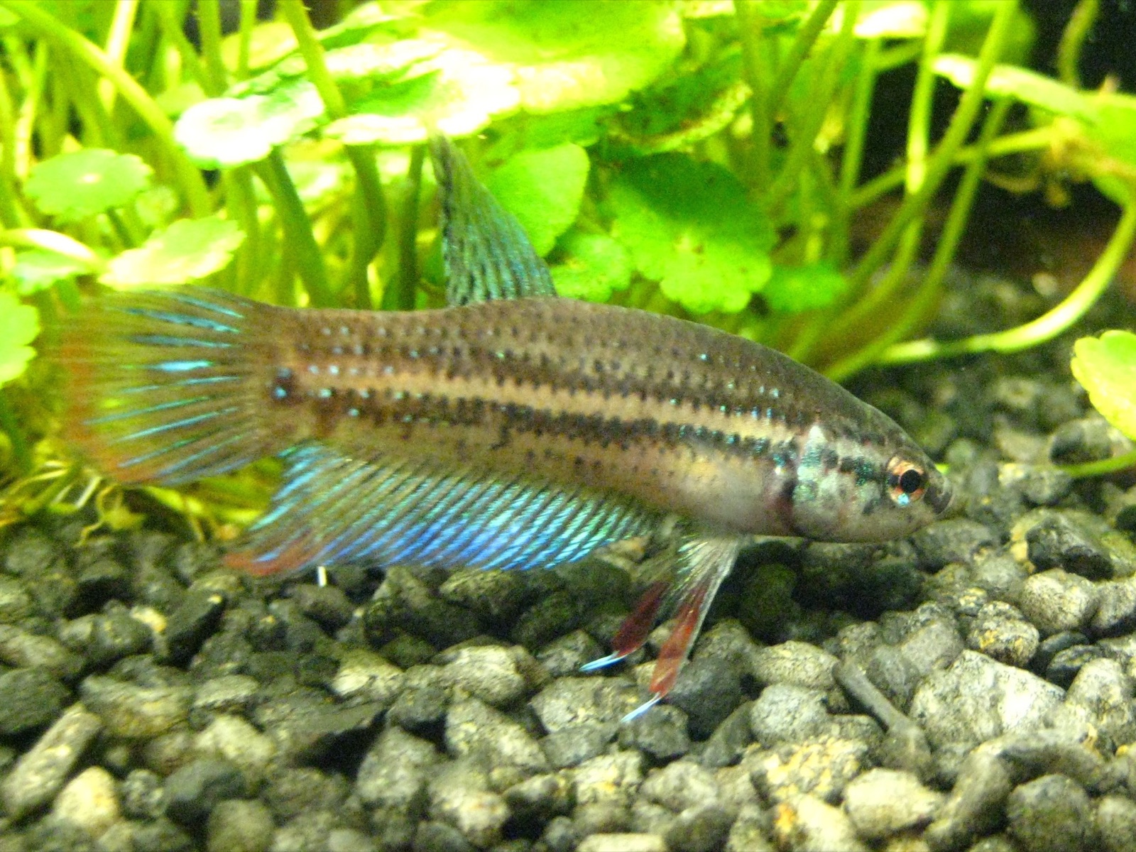 Peaceful betta (Betta imbellis) in an aquarium