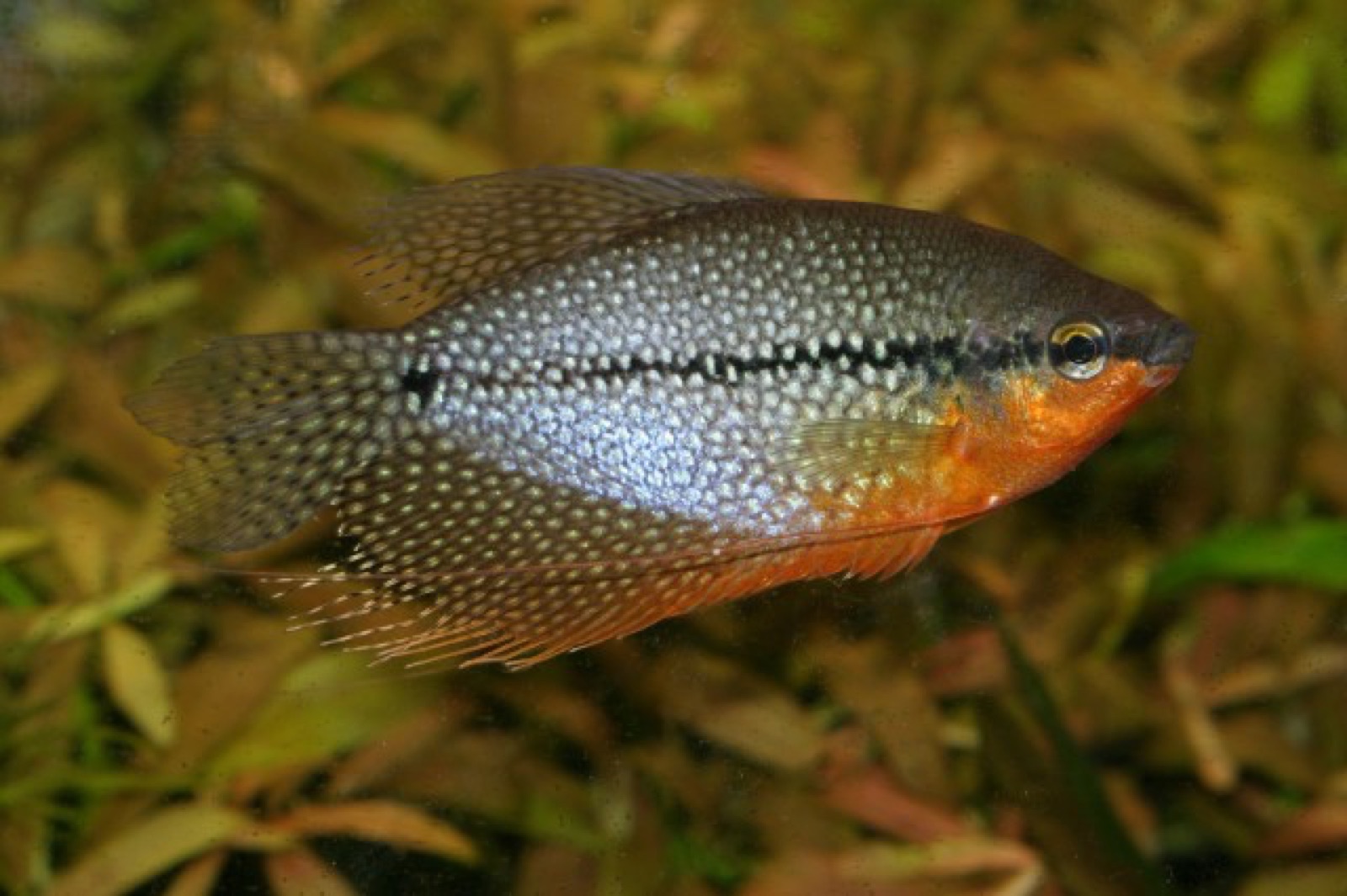 Pearl gourami (Trichopodus leerii) in an aquarium
