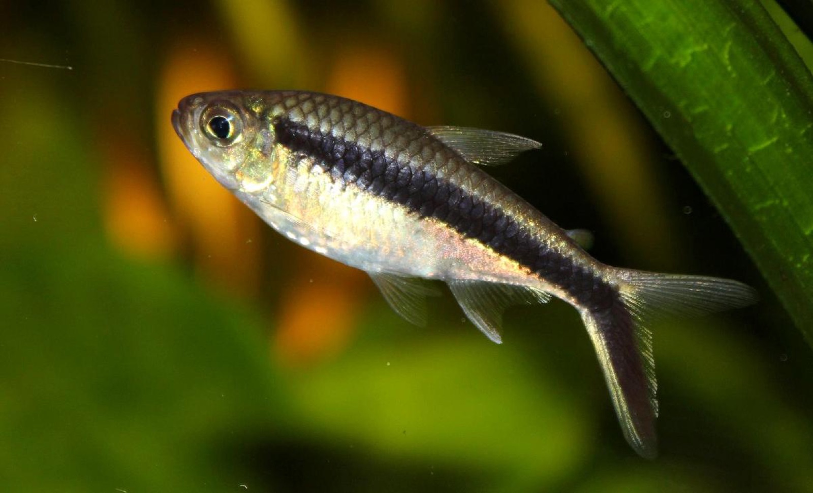 Penguin tetra (Thayeria boehlkei) in an aquarium