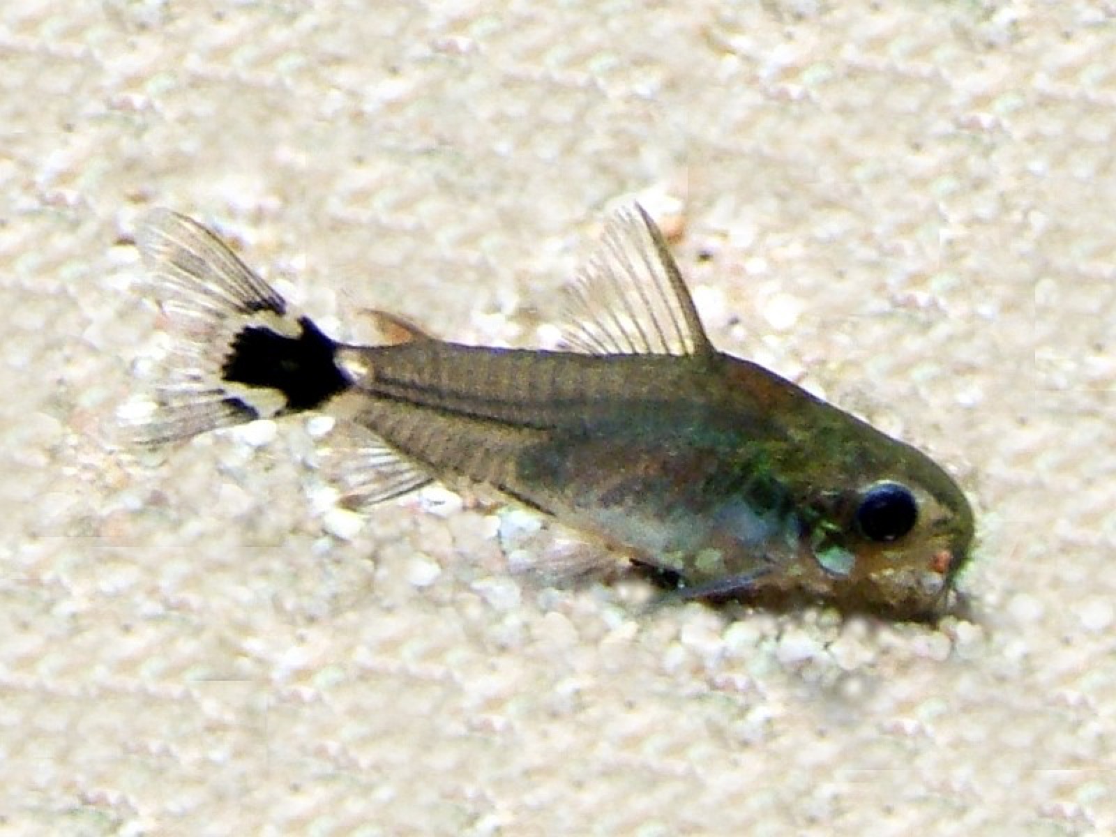 Pygmy corydoras (Corydoras pygmaeus) in an aquarium