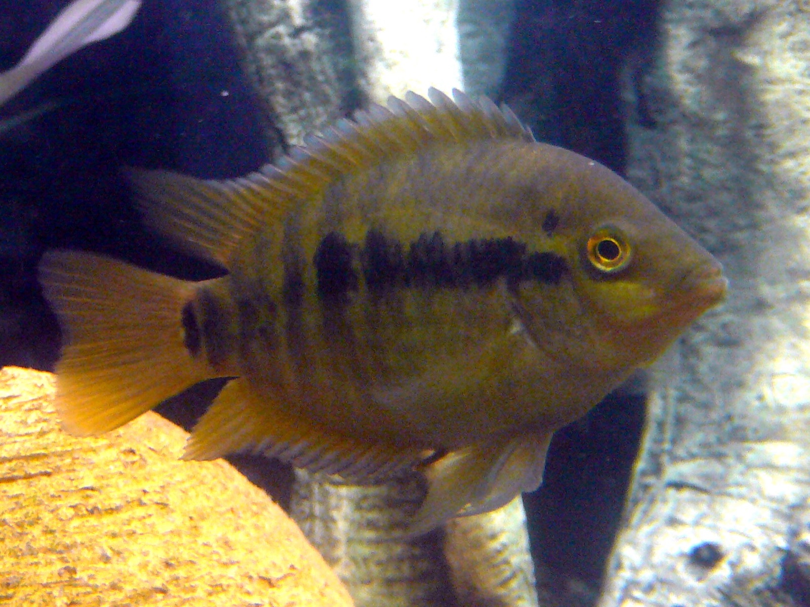 Rainbow cichlid (Herotilapia multispinosa) in an aquarium