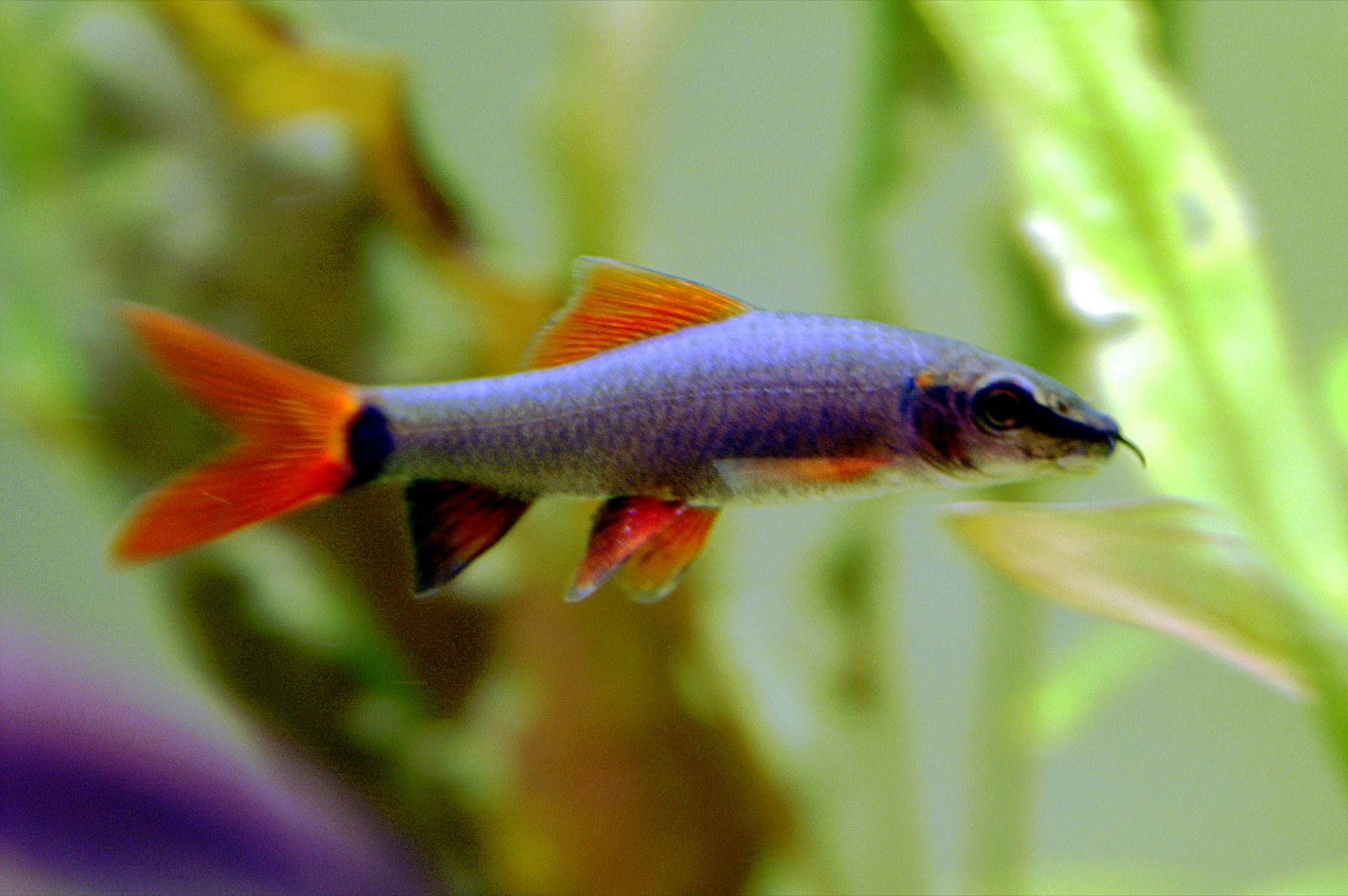 Rainbow shark (Epalzeorhynchos frenatum) in an aquarium