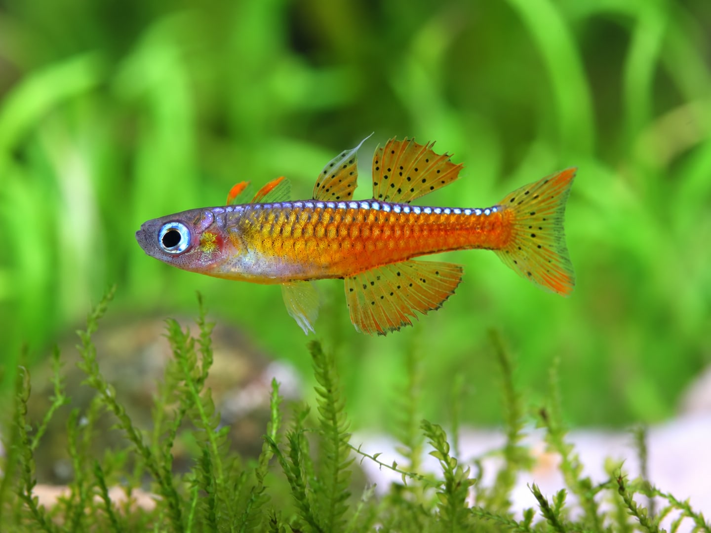 Red neon blue-eye (Pseudomugil luminatus) in a planted aquarium