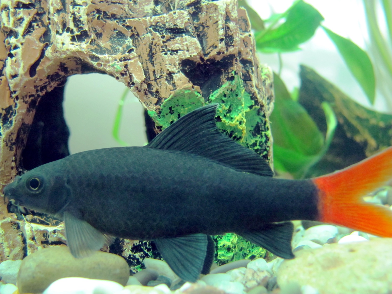 Red-tail shark (Epalzeorhynchos bicolor) in an aquarium